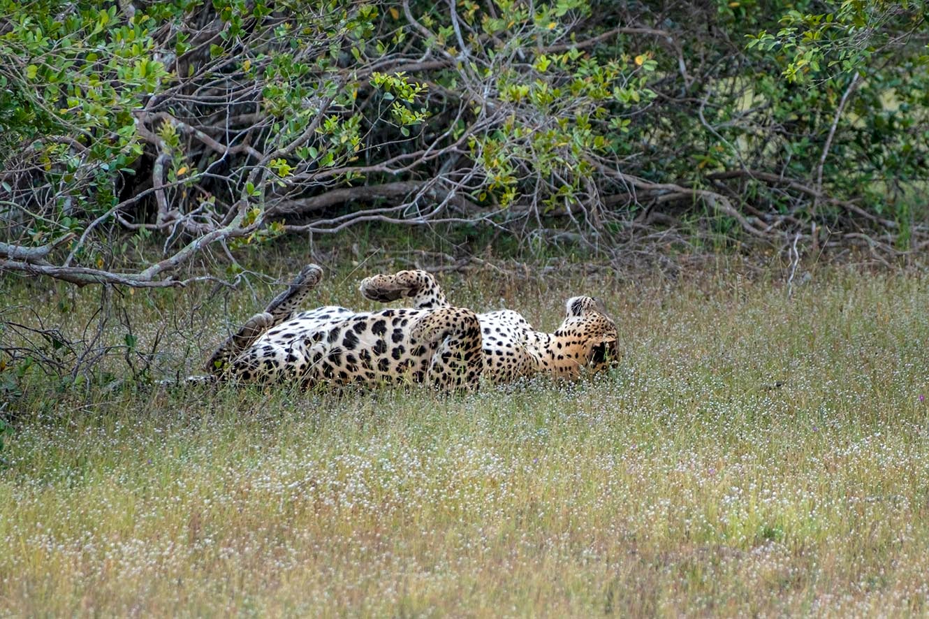 Go wild: leopard-spotting in Sri Lanka