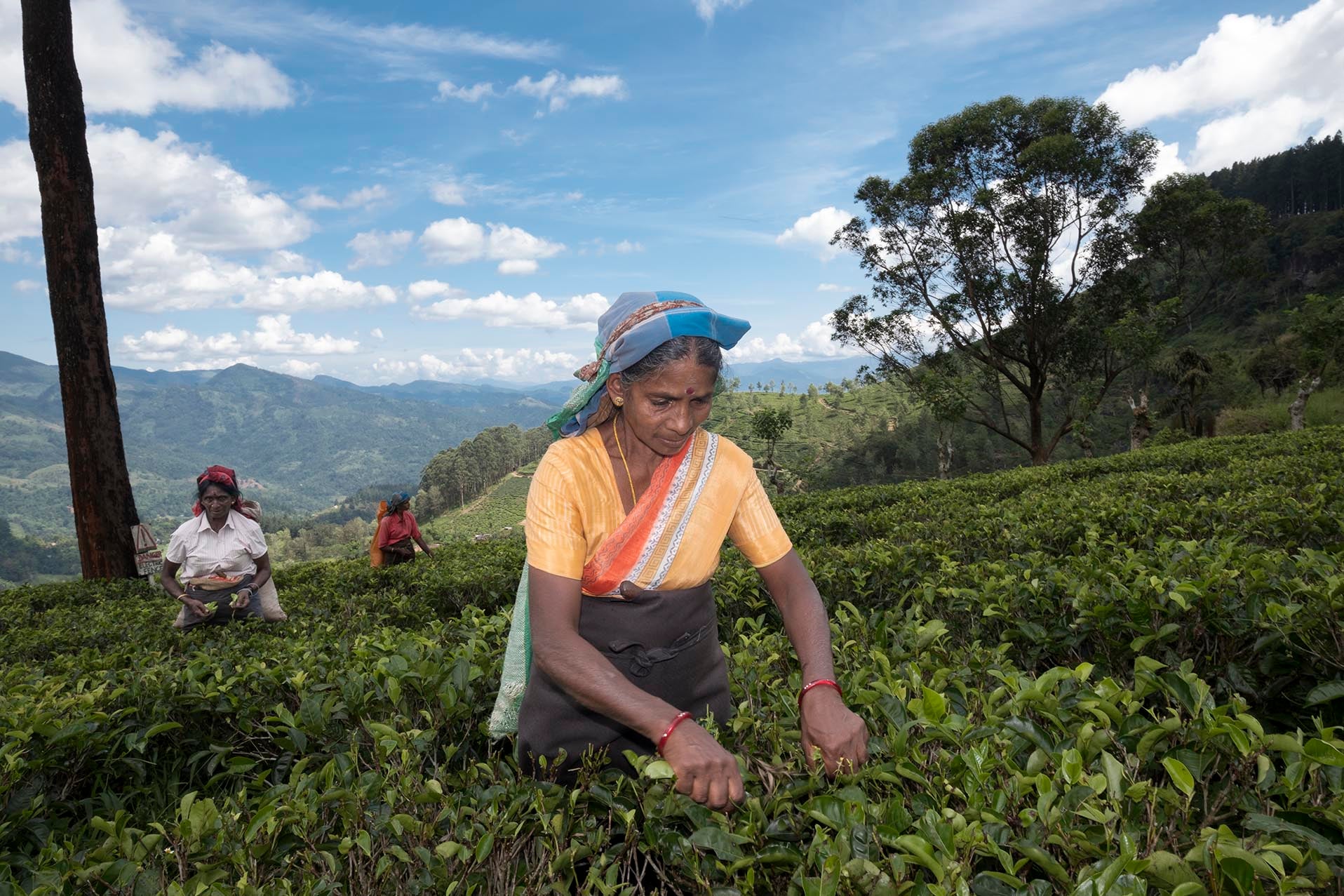 Taste the culture: a tea plantation in Sri Lanka