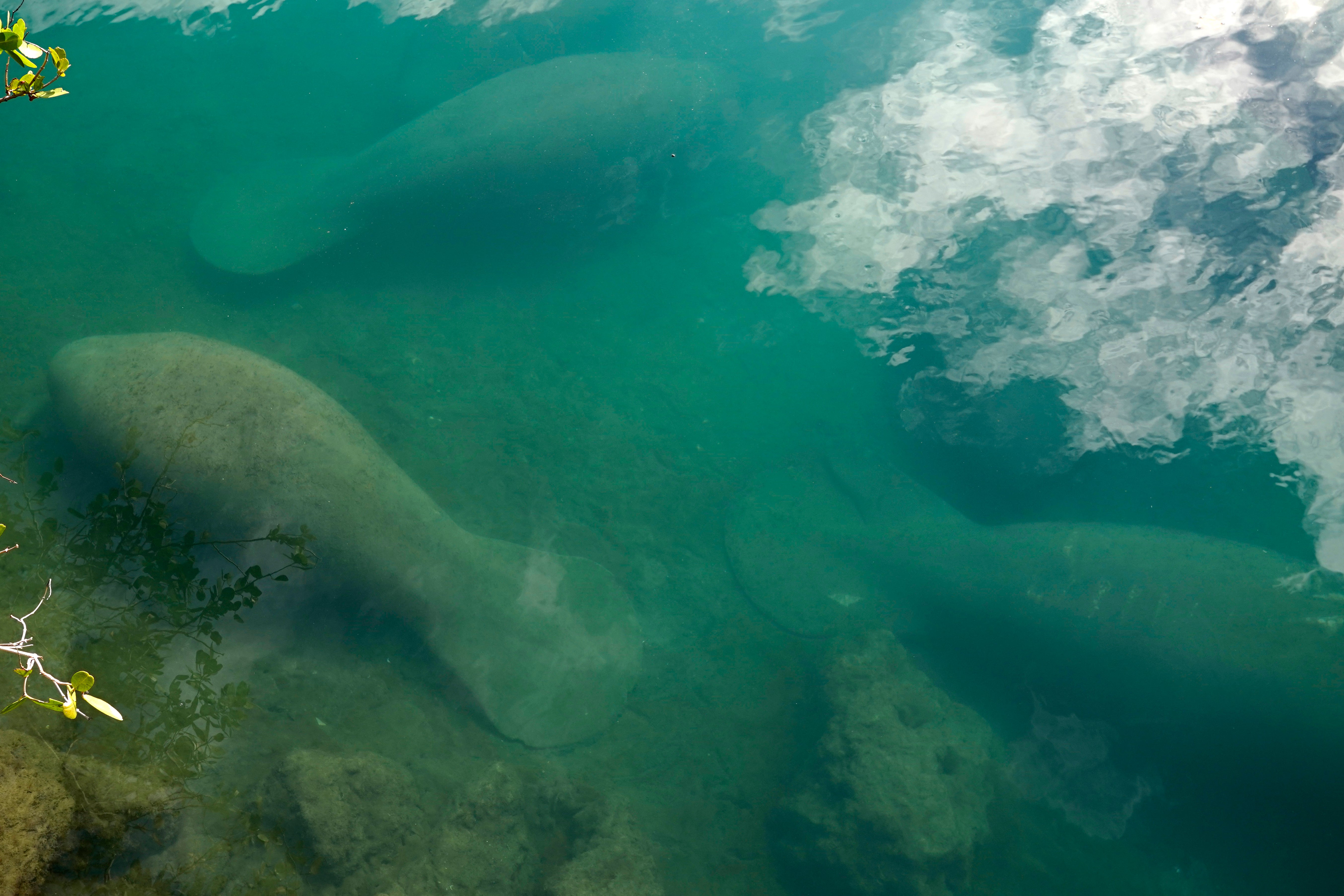 Dying Manatees Florida