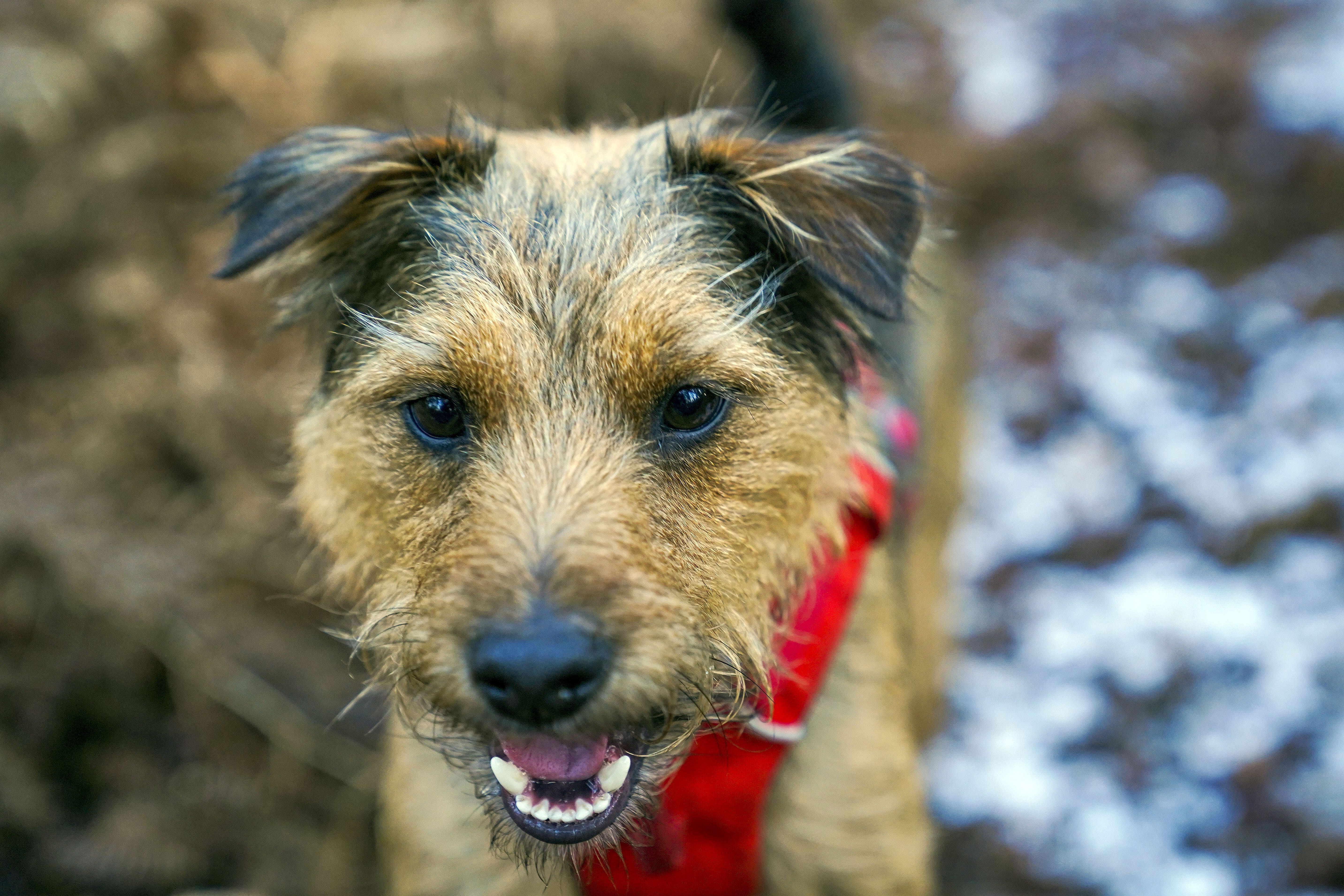 The hemlock plant has been linked to dog deaths in Northern Ireland