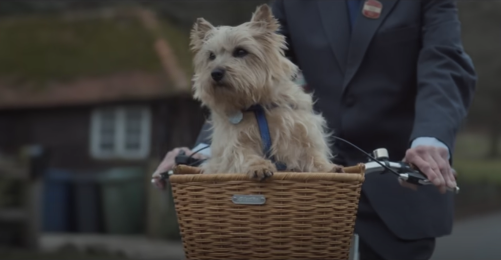 Winnie, the Cairn Terrier who stars as Willow in Capaldi’s music video