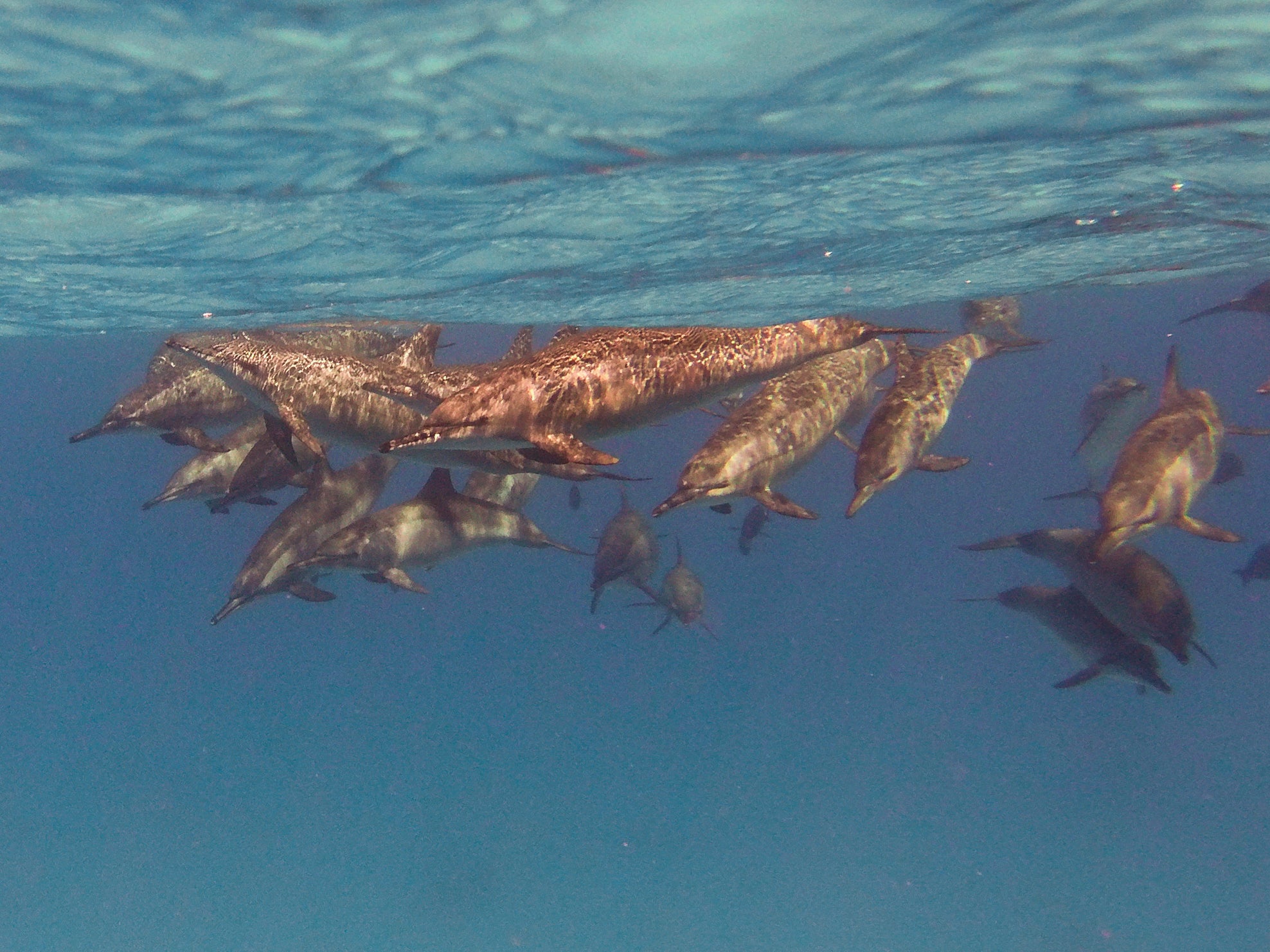 A pod of spinner dolphins – and not a plastic bag in sight