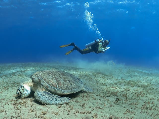 <p>Red Sea Safaris dives combine marine-life spotting with data collection</p>