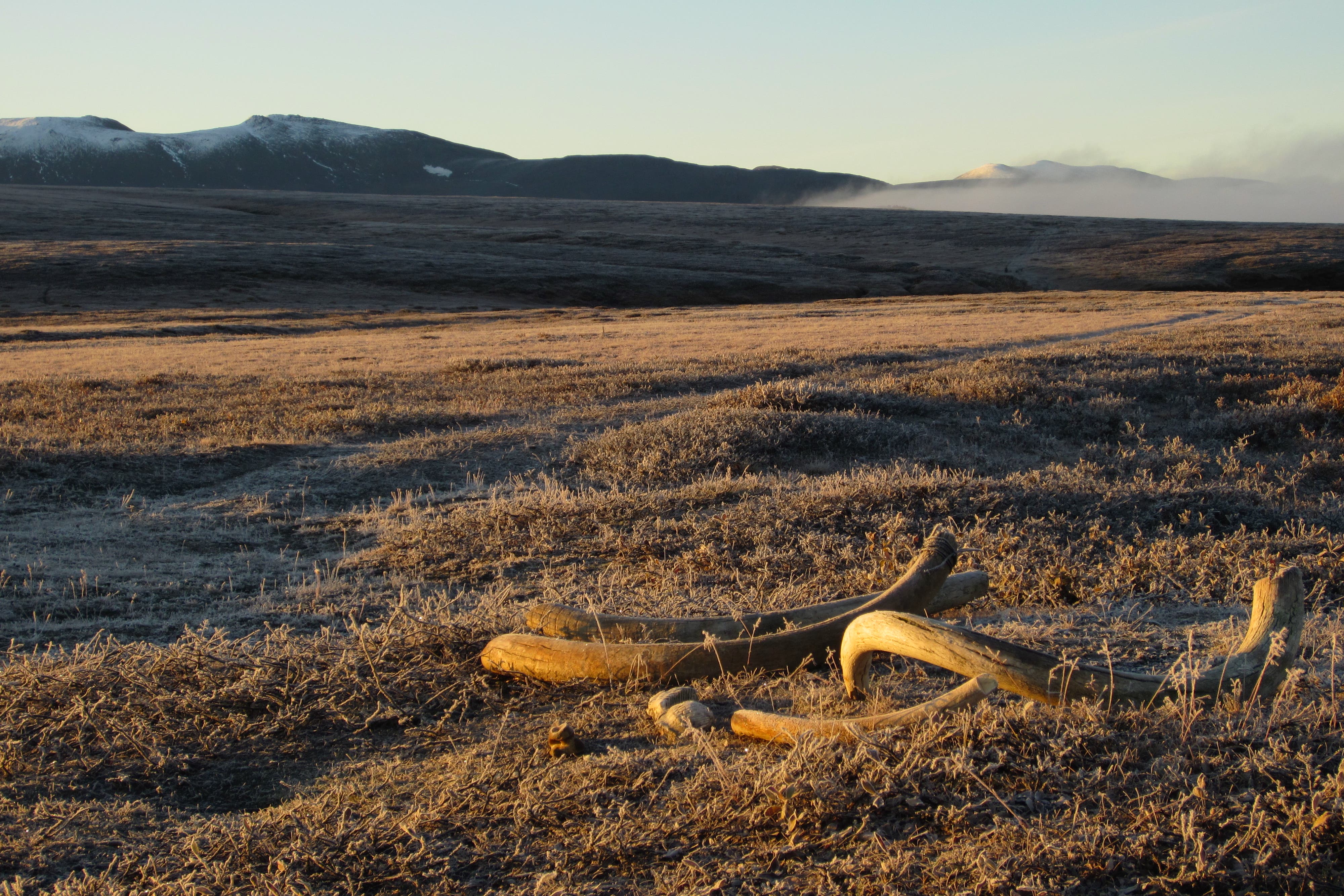 Tusk analysis revealed surging testosterone in male woolly mammoths (Daniel Fisher/University of Michigan)