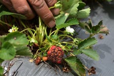 Warning over rapid rise in fungal attacks posing ‘catastrophic’ threat to global food supply