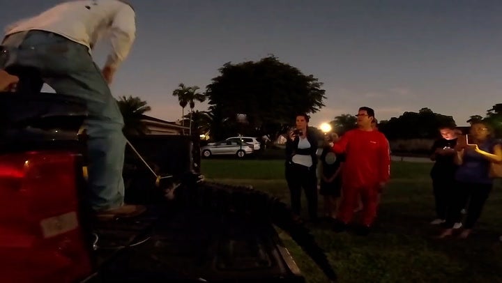 Moment 10ft alligator removed from Florida garden after taking dip in pool