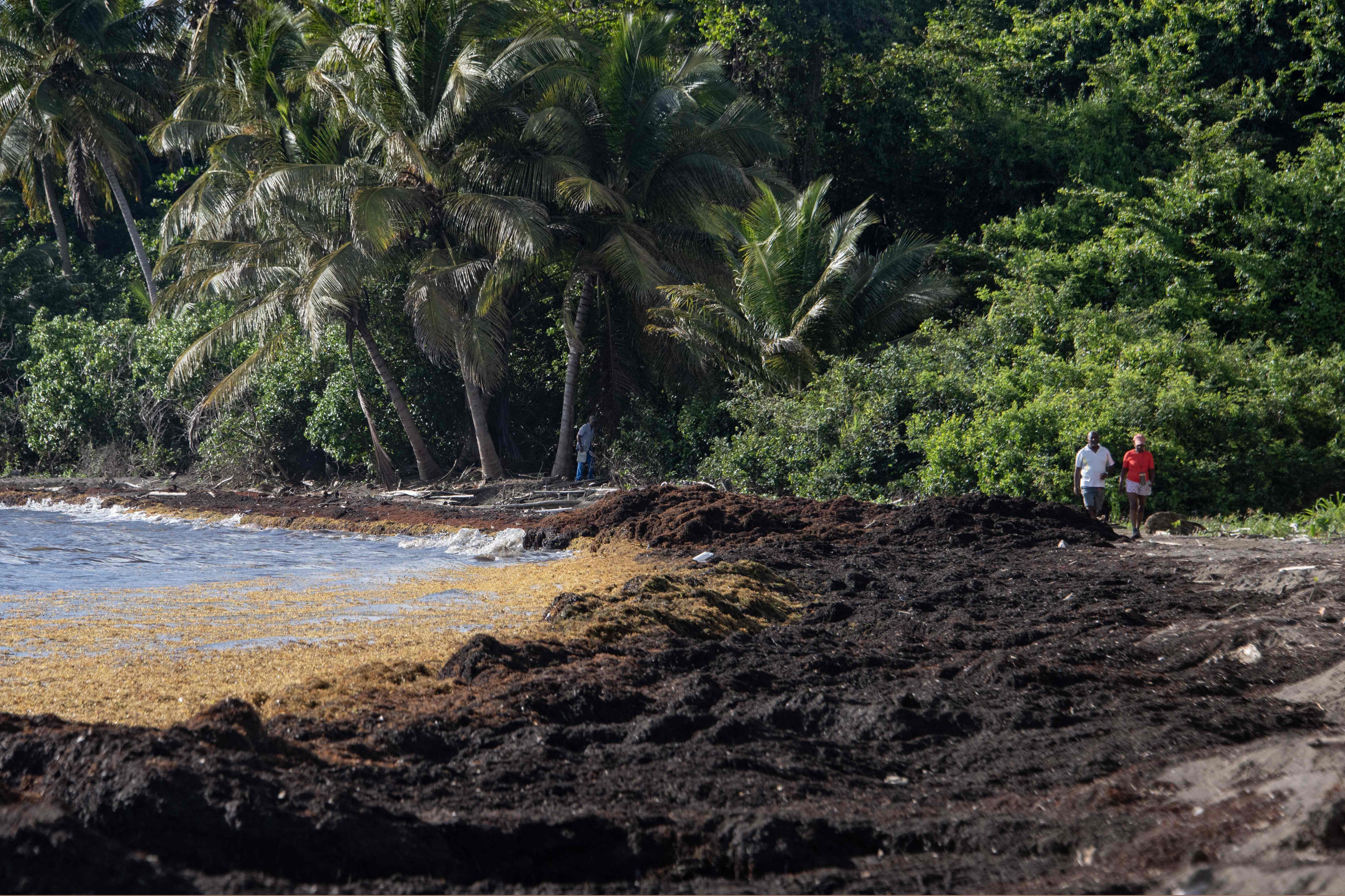 People walk along a beach past live (brown) and dead (black) sargassum washing ashore in Petit Bourg, in the French Caribbean island of Guadeloupe on April 16, 2023