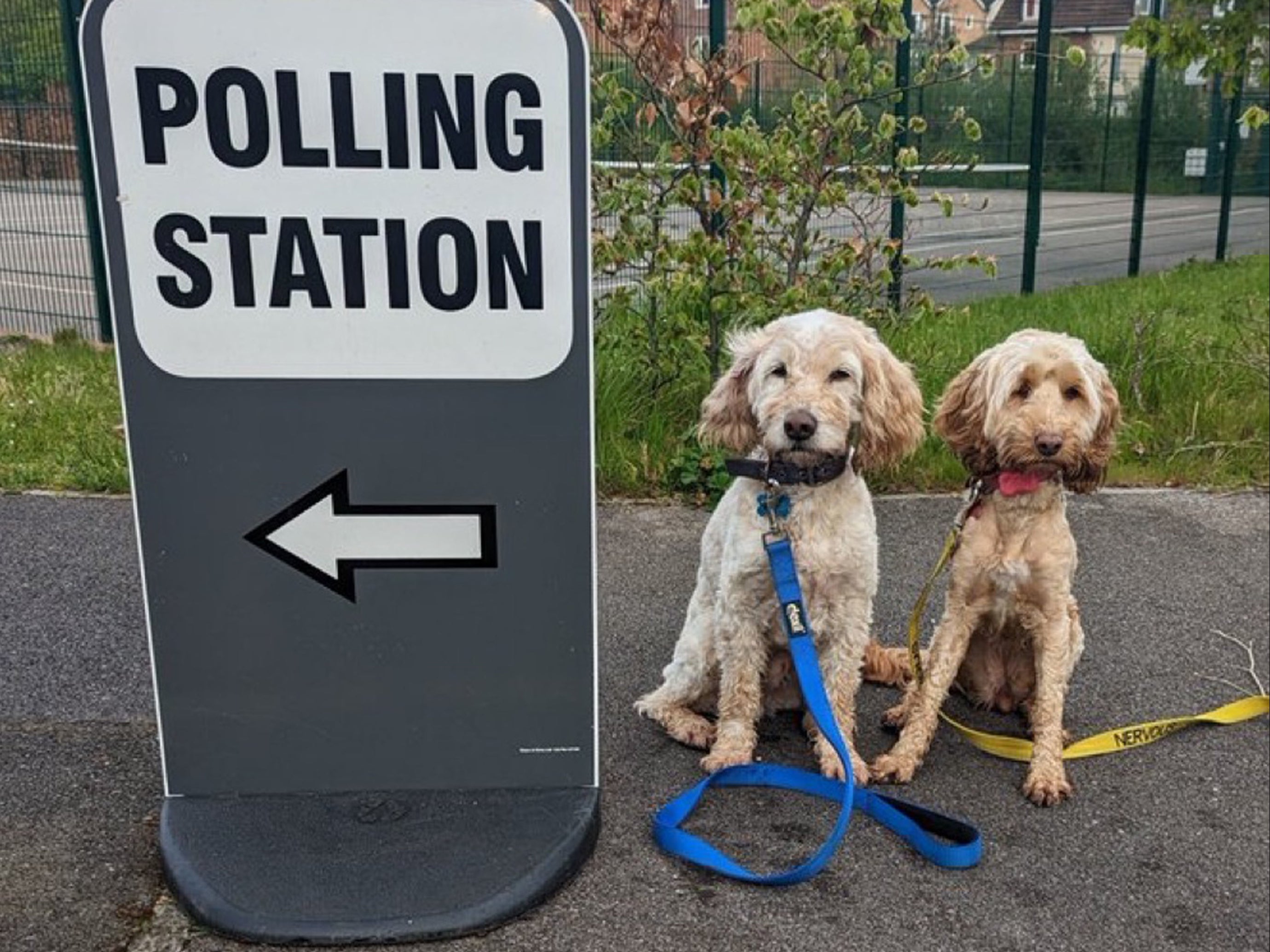 Cockapoos Harvey and Luna outside a polling station in Bracknell, Berkshire, while owner Darren Nisbett voted on Thursday