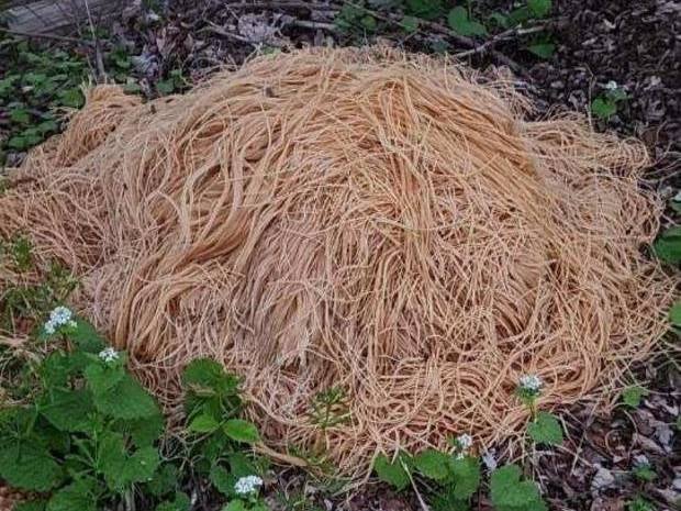 A New Jersey town was left baffled after discovering hundreds of pounds of cooked pasta mysteriously dumped in the woods