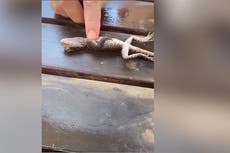 Off-duty firefighter revives drowned lizard with CPR