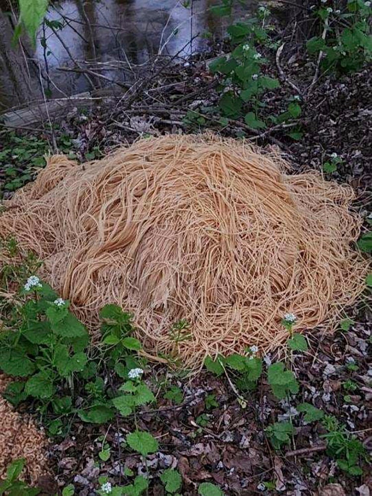 ODD Mysterious Pasta Dump