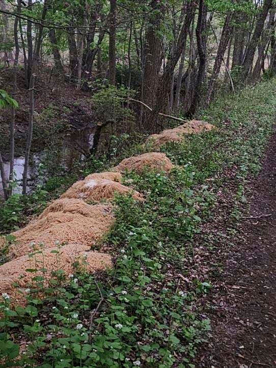 ODD Mysterious Pasta Dump