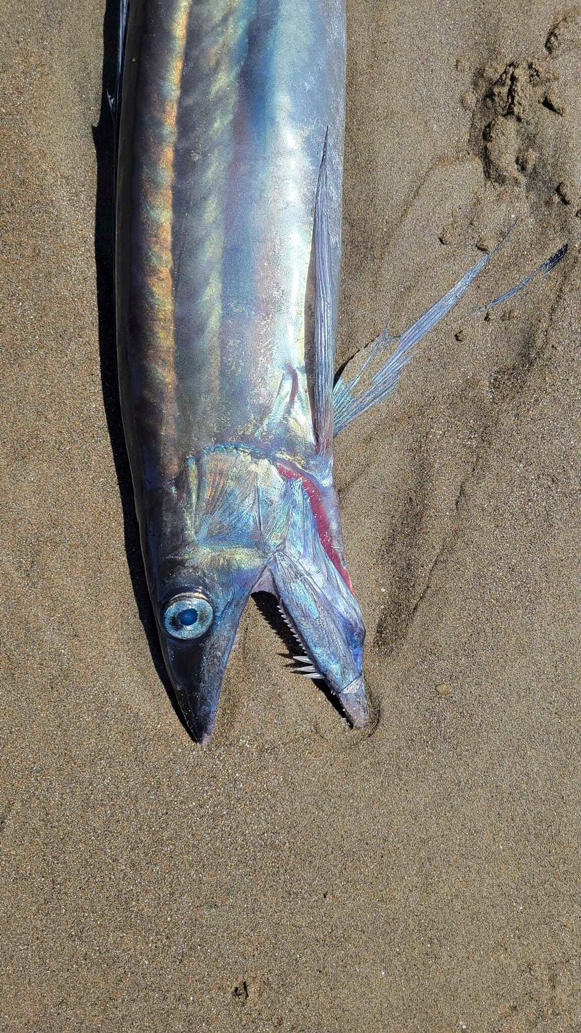 Washed Up Fanged Fish
