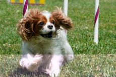 Over 100 King Charles Spaniels join dog parade on Coronation Day
