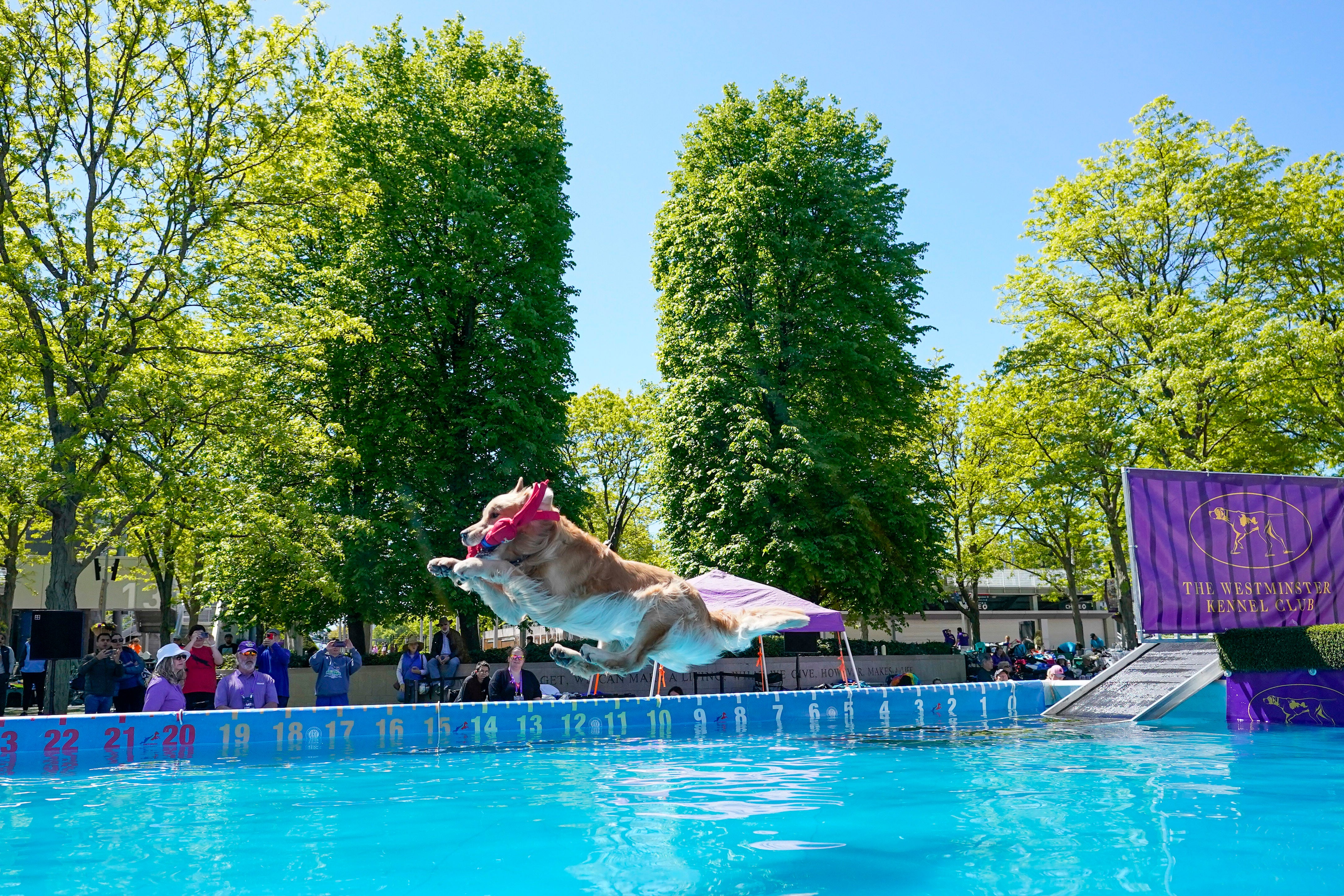 Westminster Dog Show