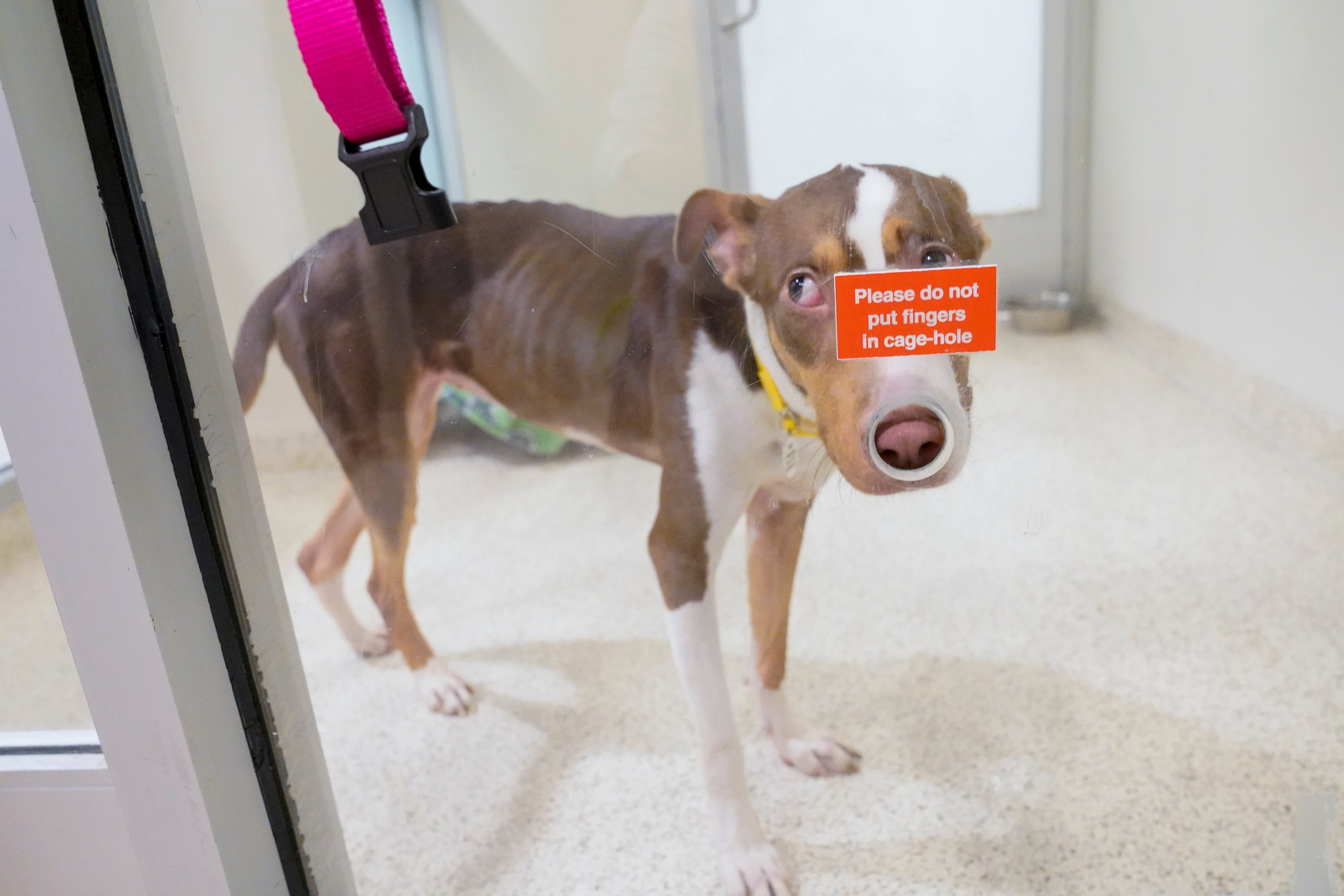 Westminster Dog Show Shelter Dogs