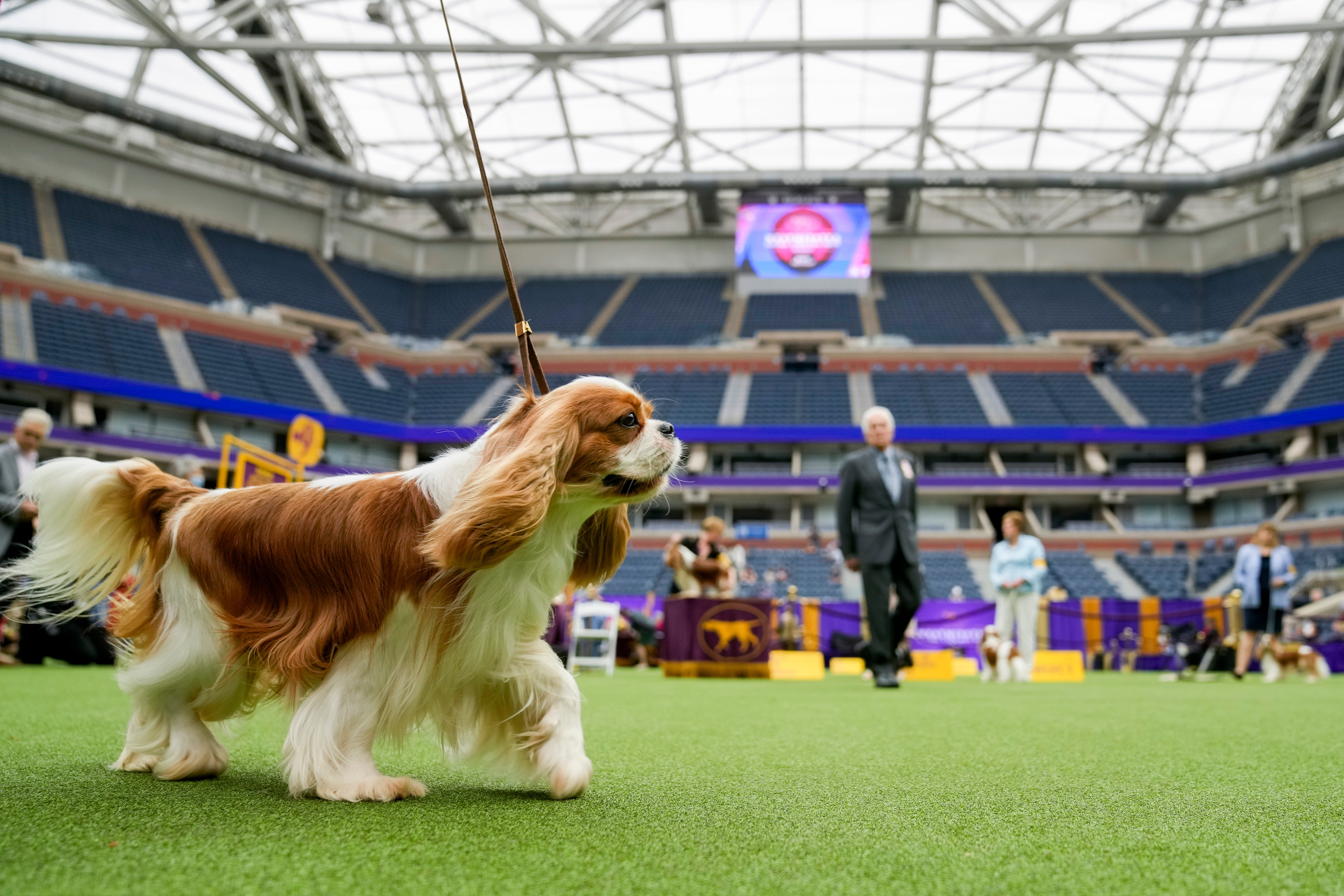 Westminster Dog Show