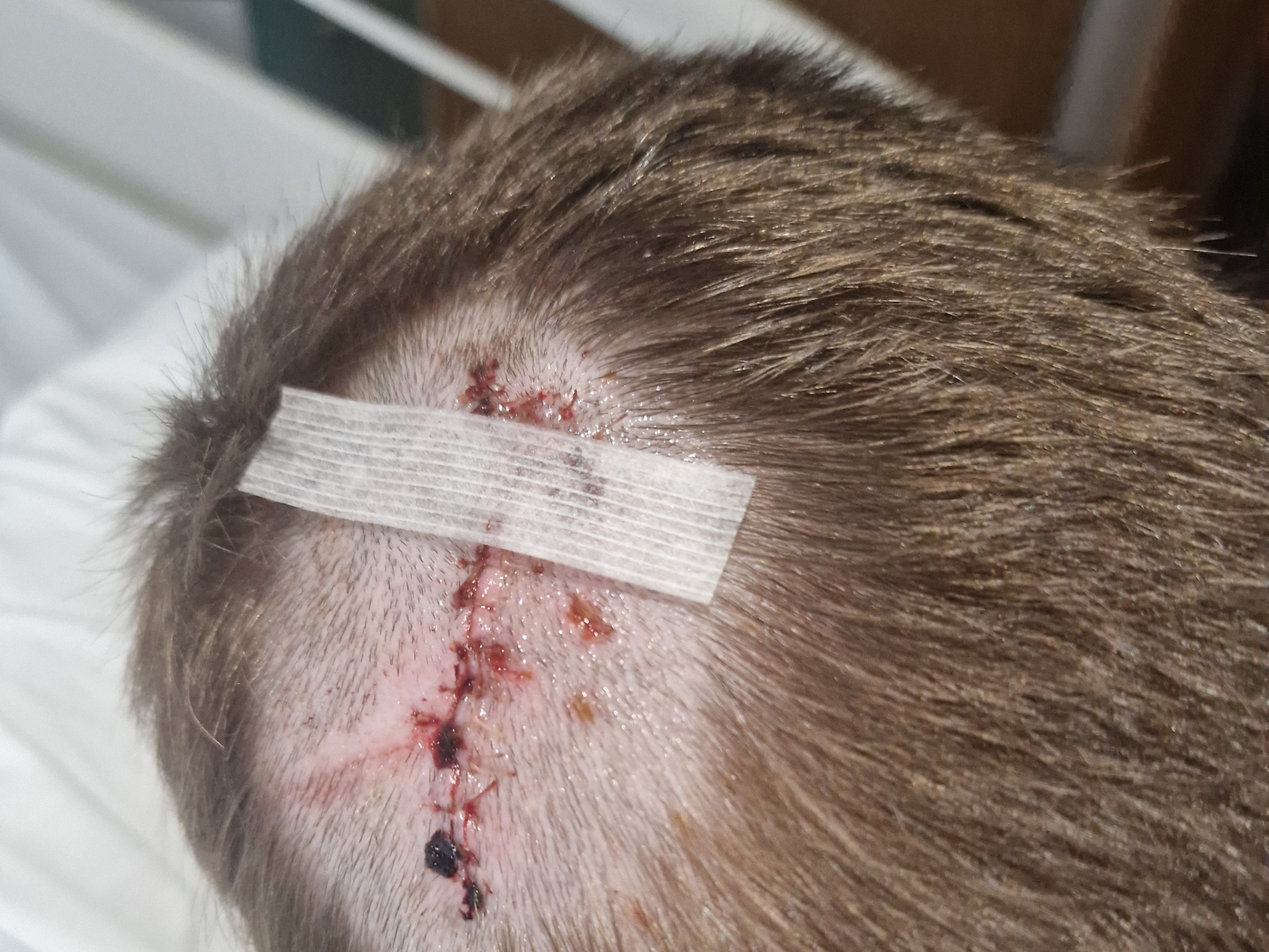 Paul Ciardini, seven, suffered a deep wound to his head after being bitten by a large dog