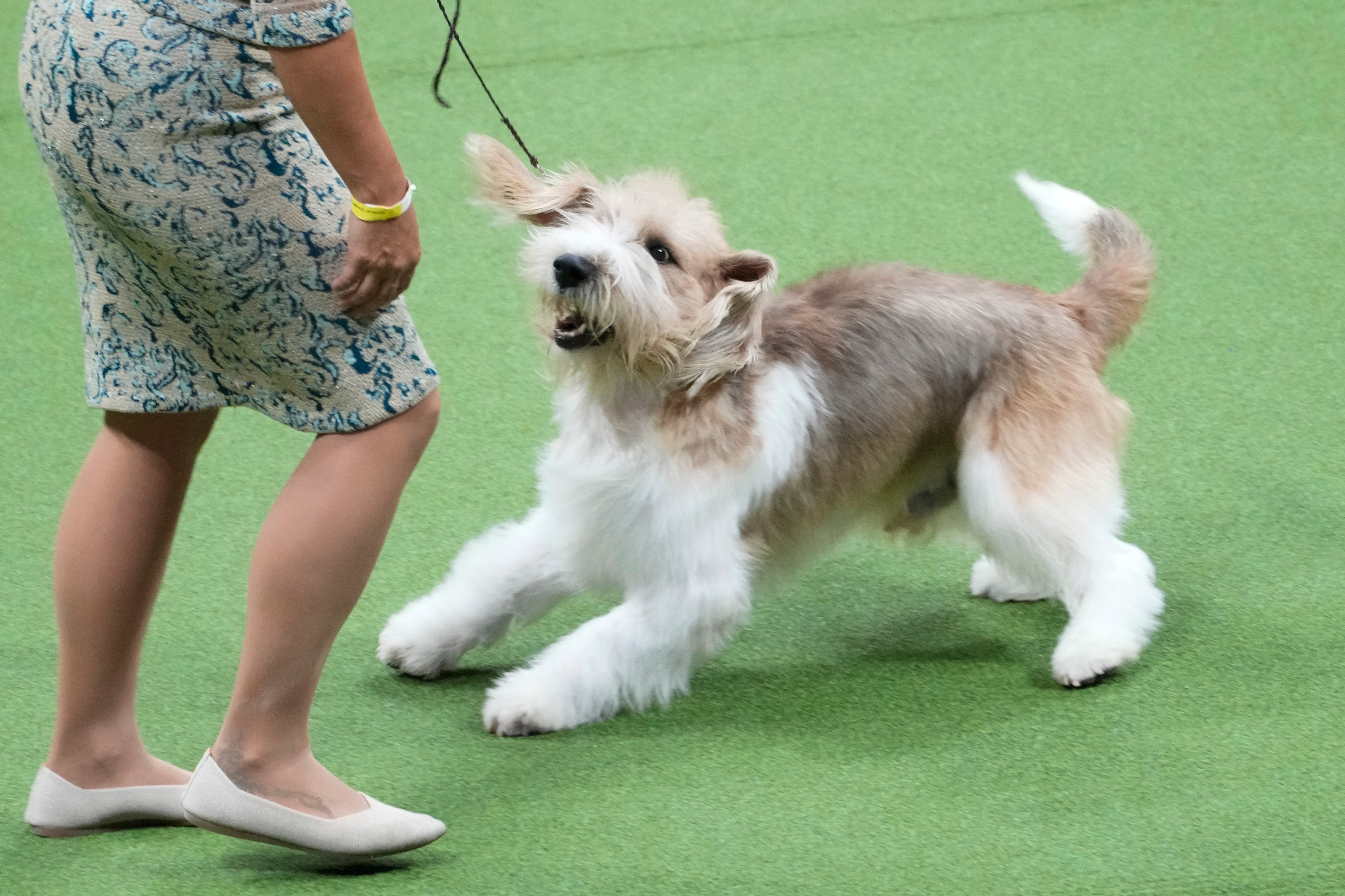 Westminster Dog Show