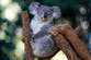 World-first vaccine approved to save koalas from deadly chlamydia epidemic