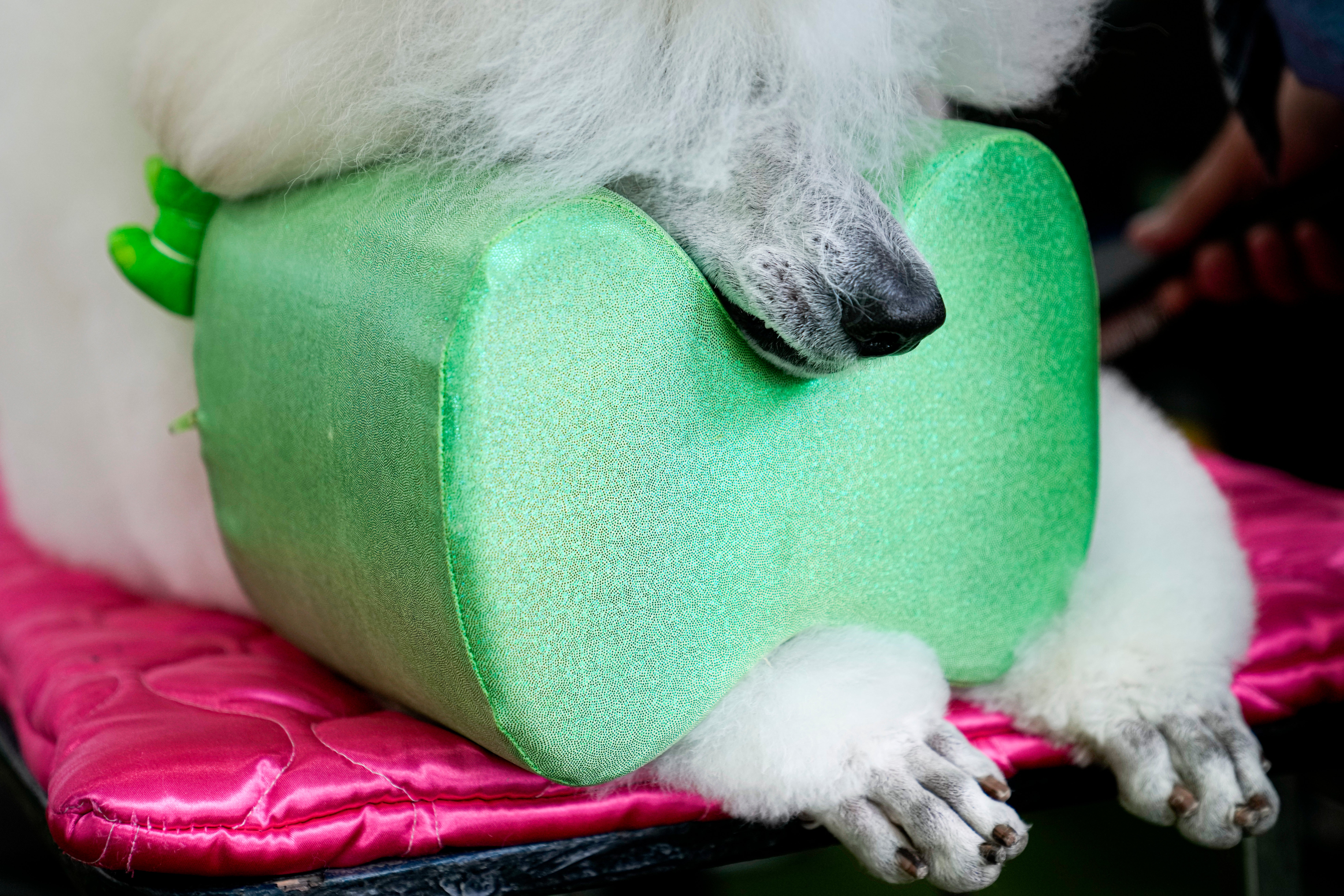 Westminster Dog Show