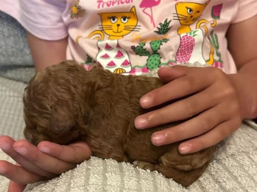 The puppy was said to be struggling in the park bin