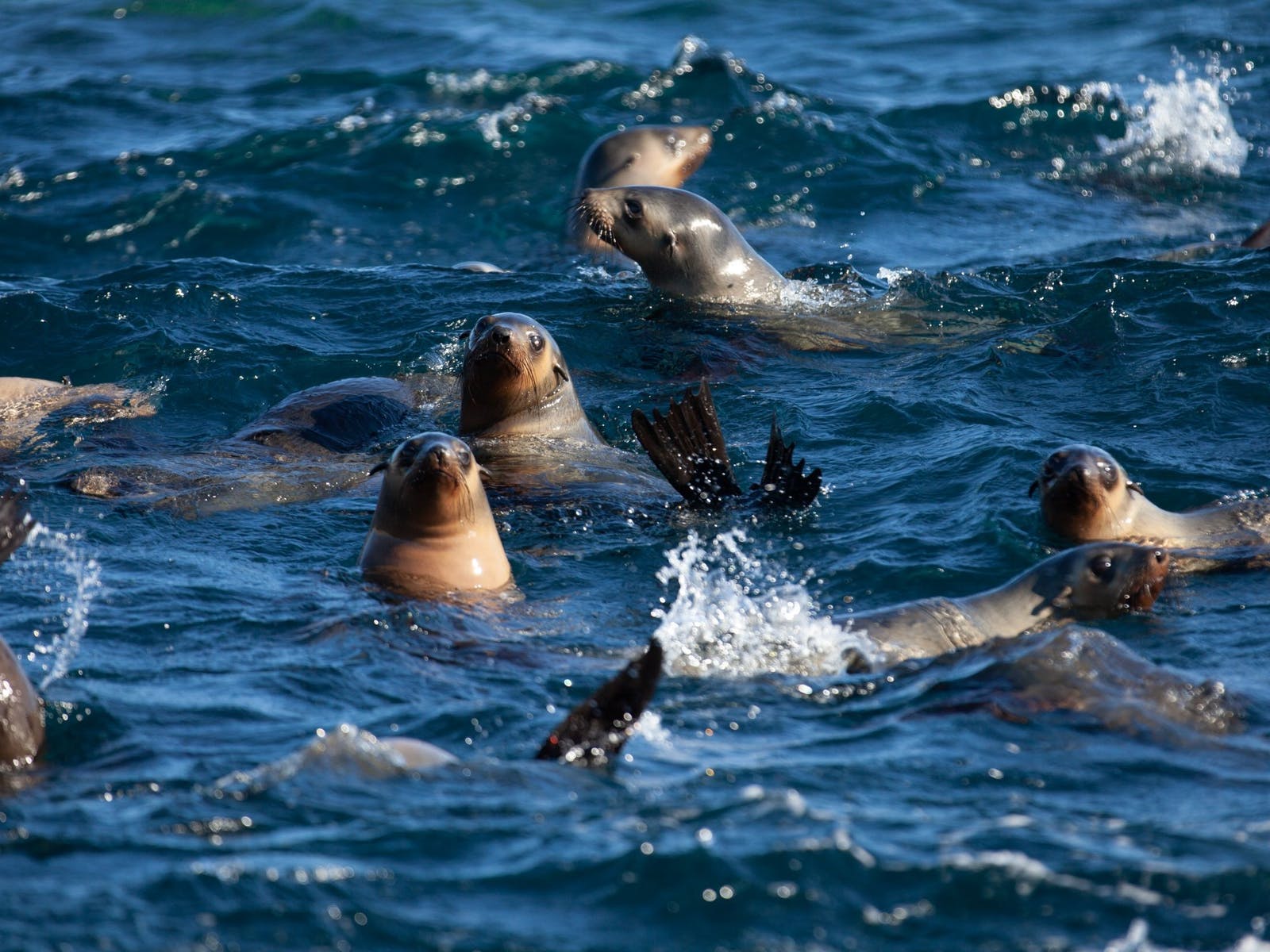 The southernmost tip of Australia is home to incredible marine life, such as these charming fur seals