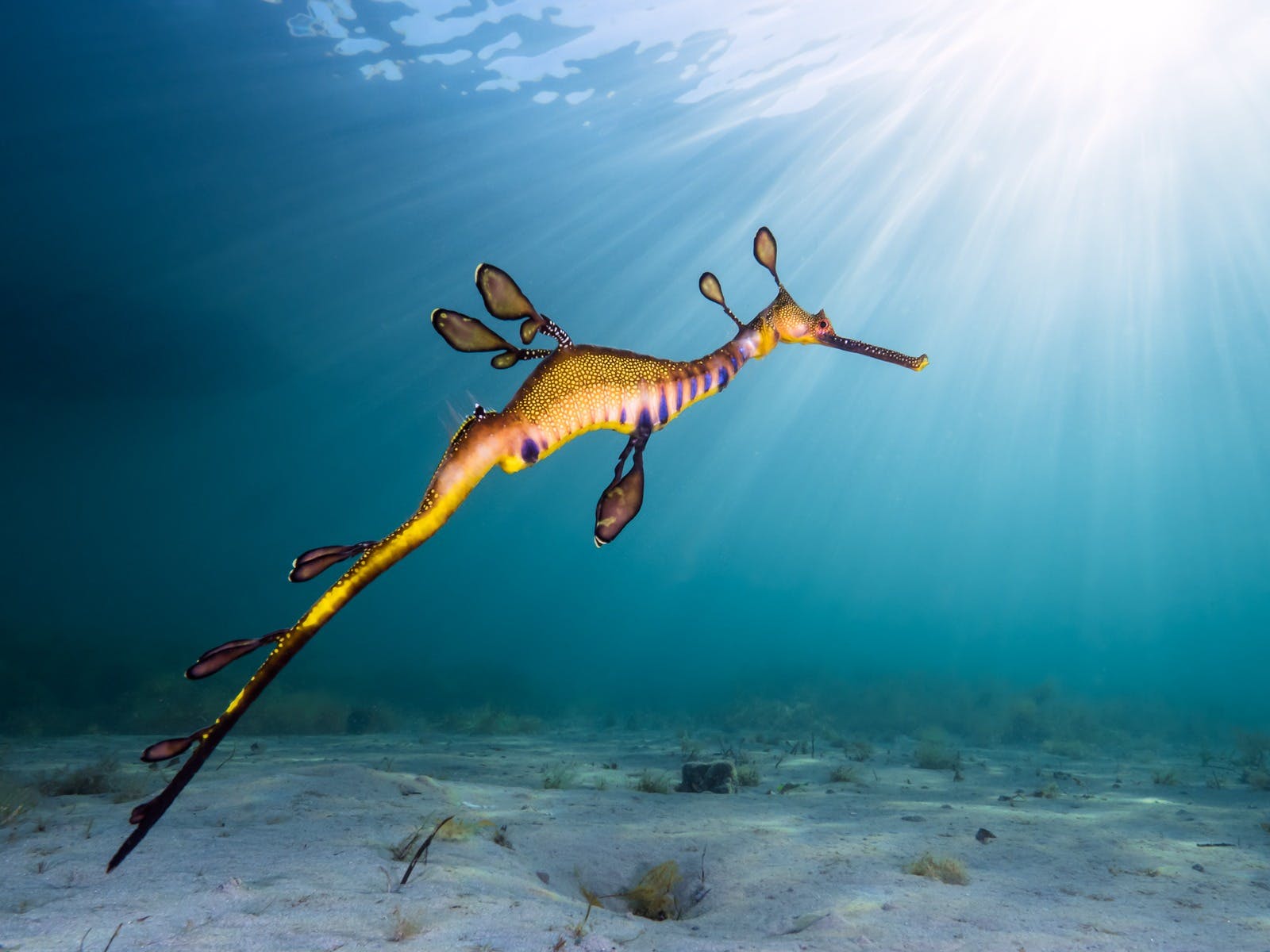 Keep your eyes peeled: the rare Weedy Sea Dragon can be spotted while snorkelling at the Mornington Peninsula