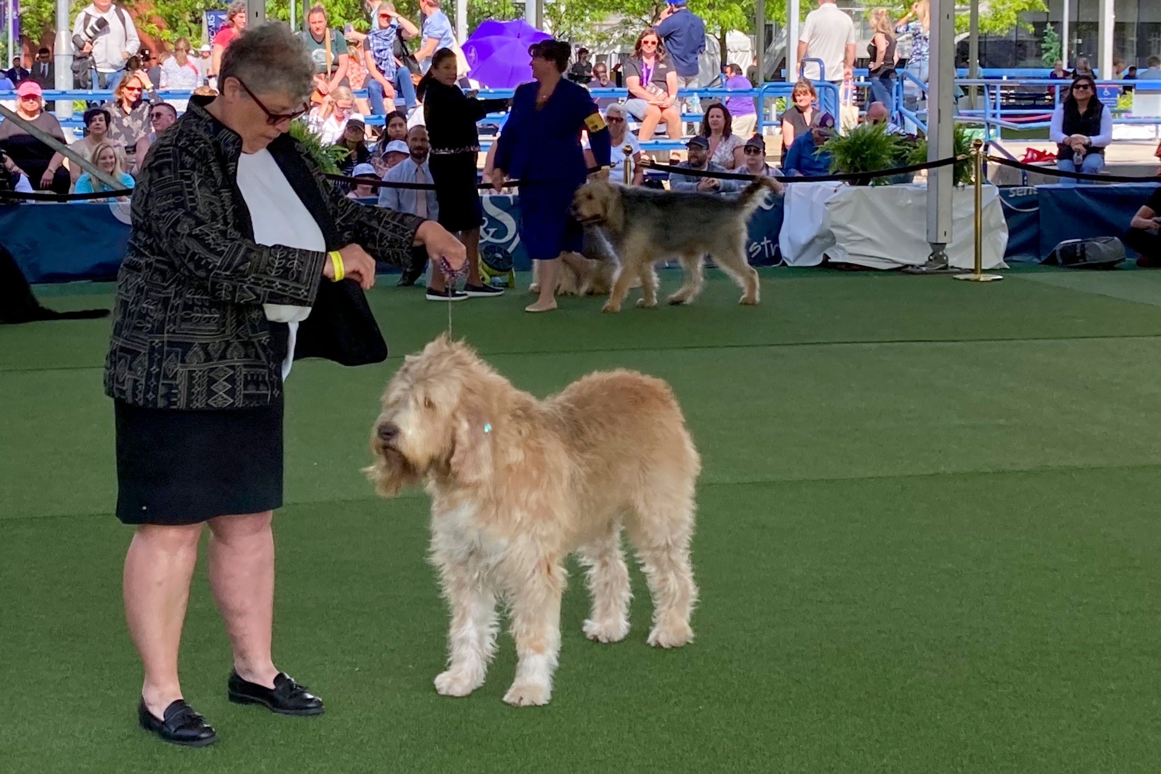 CORRECTION Westminster Dog Show