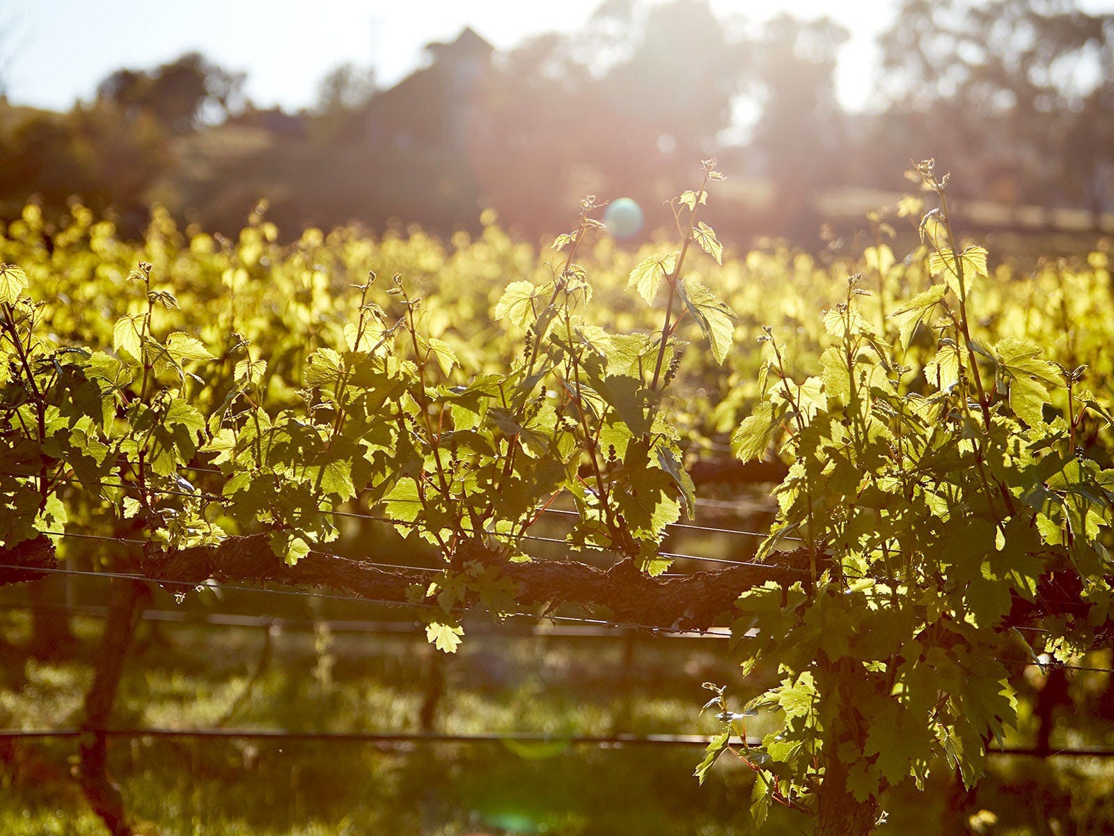 The Yarra Valley is home to award-winning wineries and diverse cellar doors producing highly-rated Chardonnay and Pinot Noir grapes