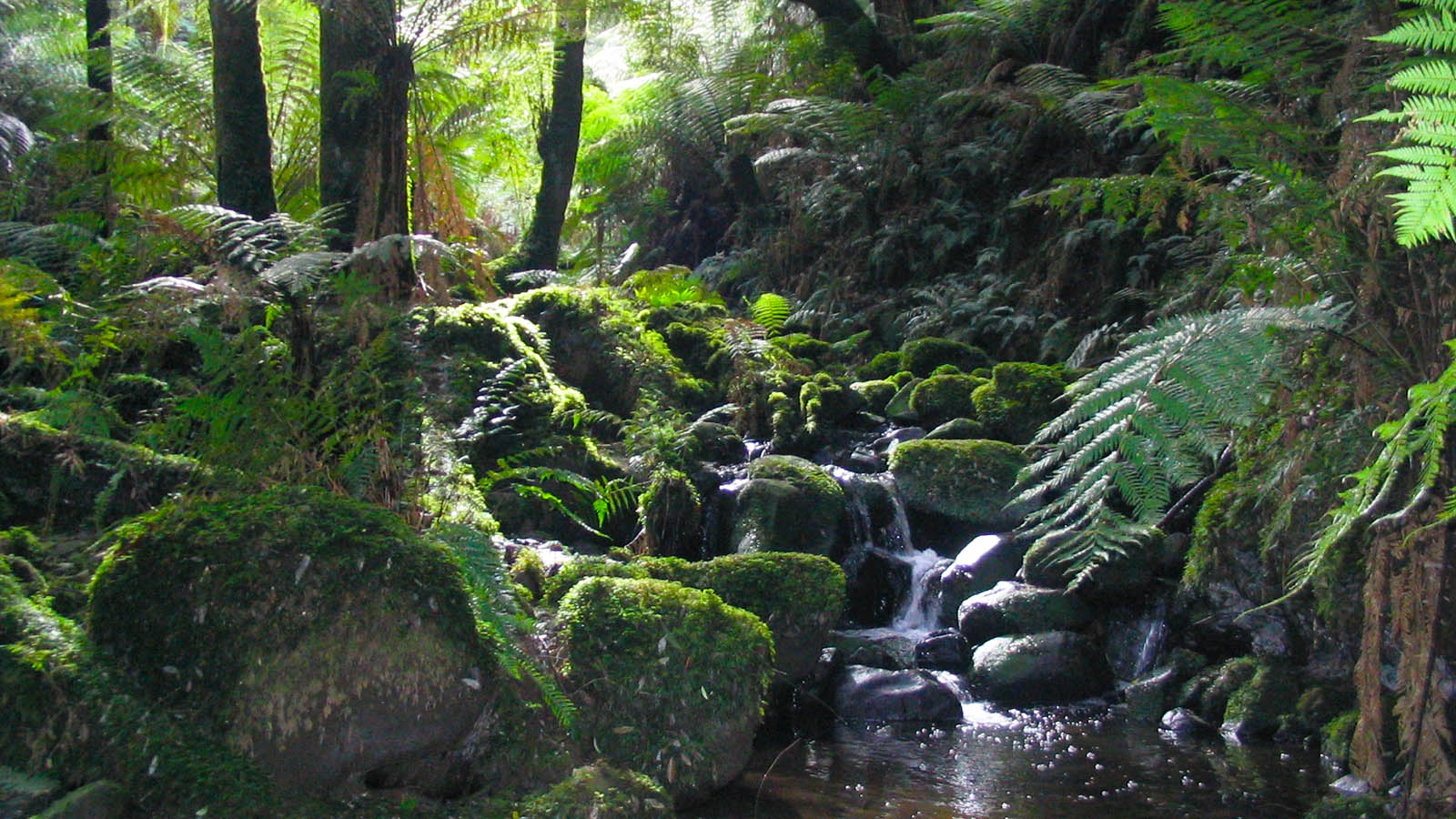 Walk the trails of the Dandenong Ranges, where mountain ash trees and ferns make way for pretty waterfalls