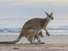 Melbourne and Victoria’s best nature and wildlife experiences