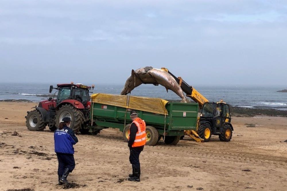 The whale carcass has now been removed (East Lothian Council/Facebook/PA)