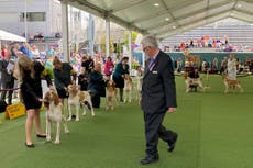 Dog co-owned by country's Tim McGraw wins new breed at show