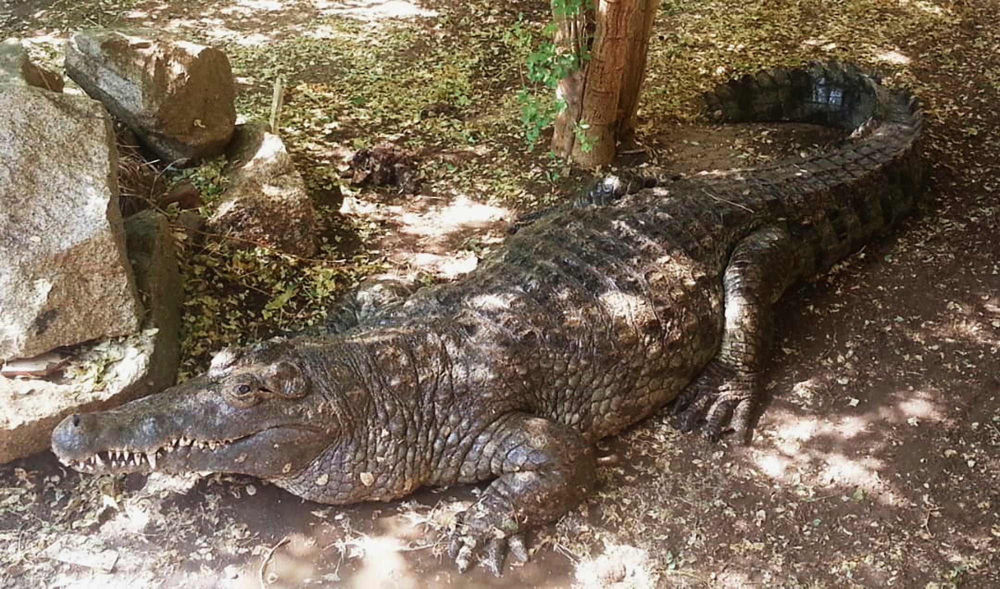 Sudan Trapped Animals