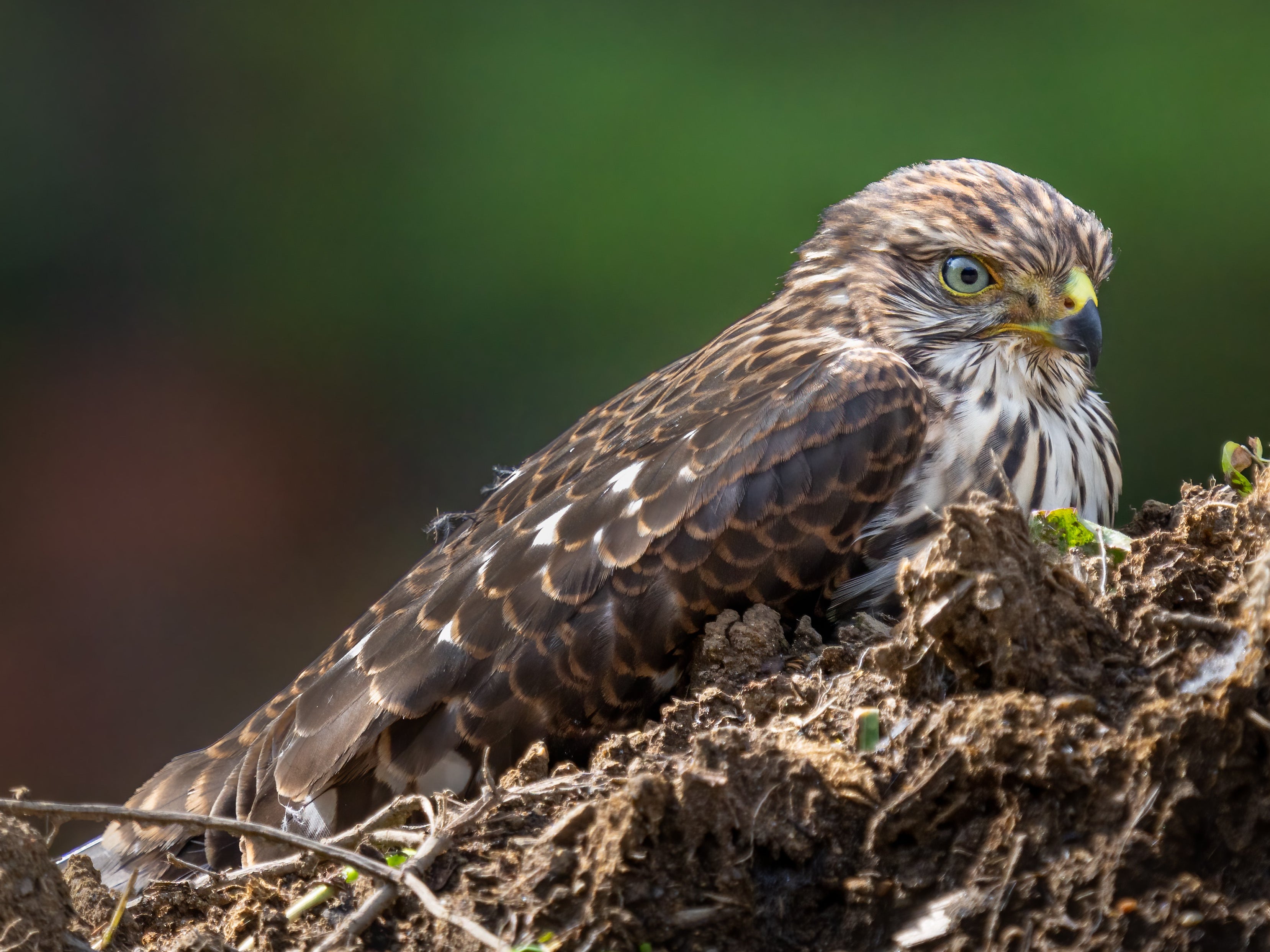 Birds of prey such as goshawks are frequently targeted