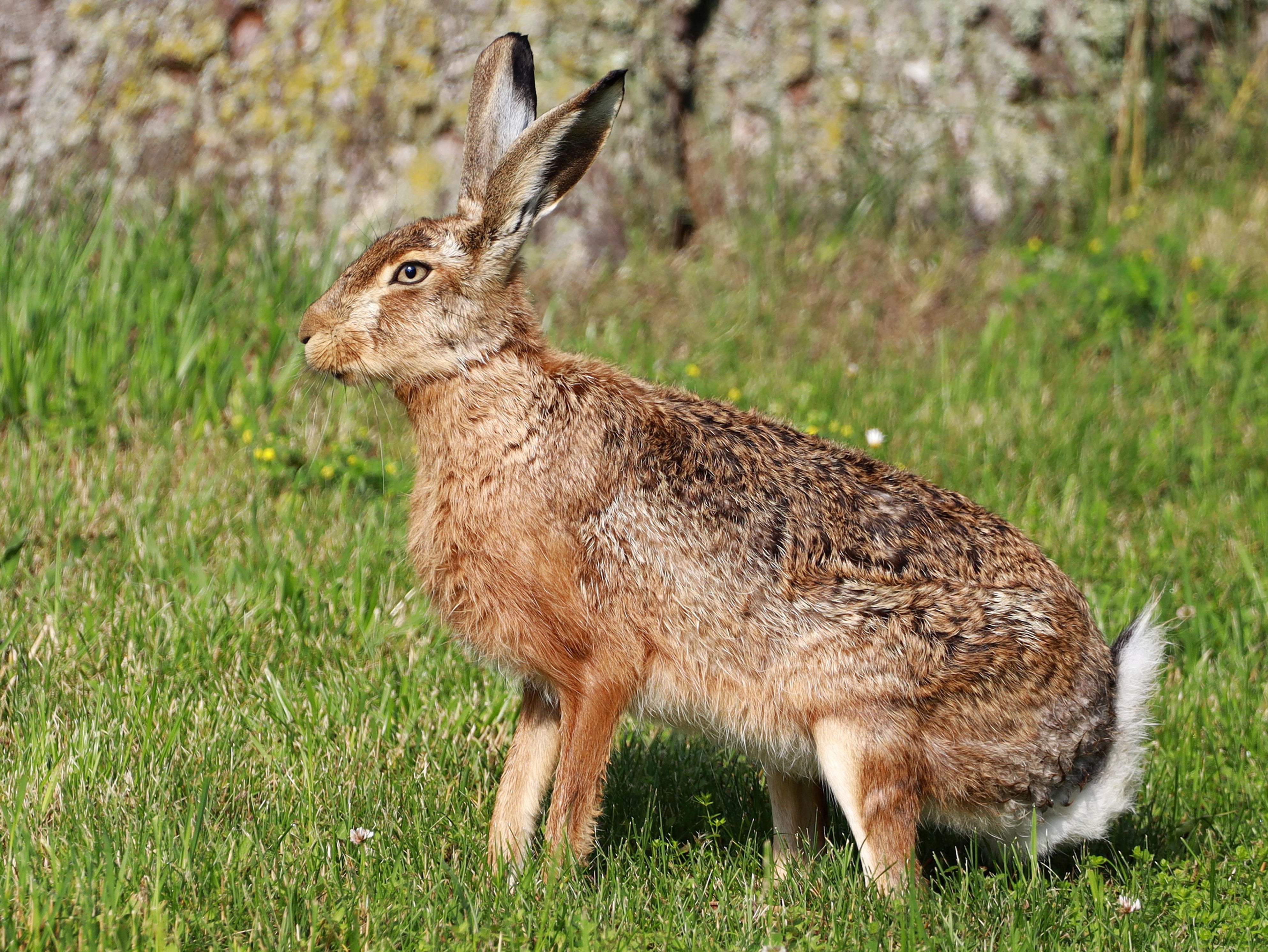 Hare-coursers can involve gangs, police say