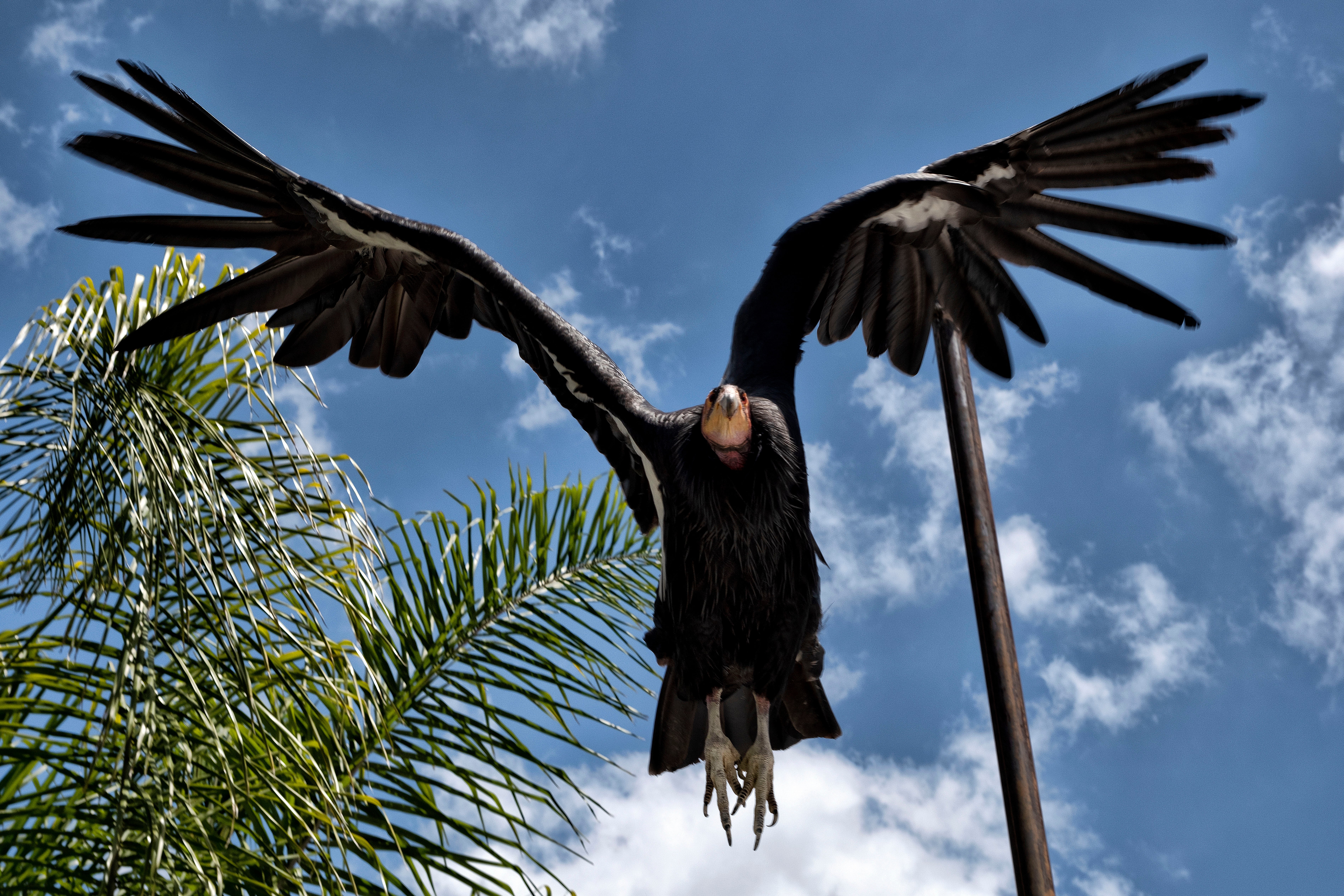 California Condors