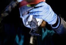 Tiny bats provide 'glimmer of hope' against a fungus that threatened entire species