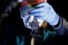 Tiny bats provide 'glimmer of hope' against a fungus that threatened entire species