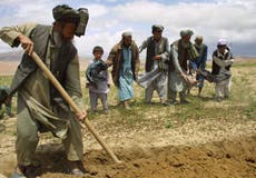 With its economy in meltdown and malnutrition rising, now Afghanistan is hit by swarms of locusts