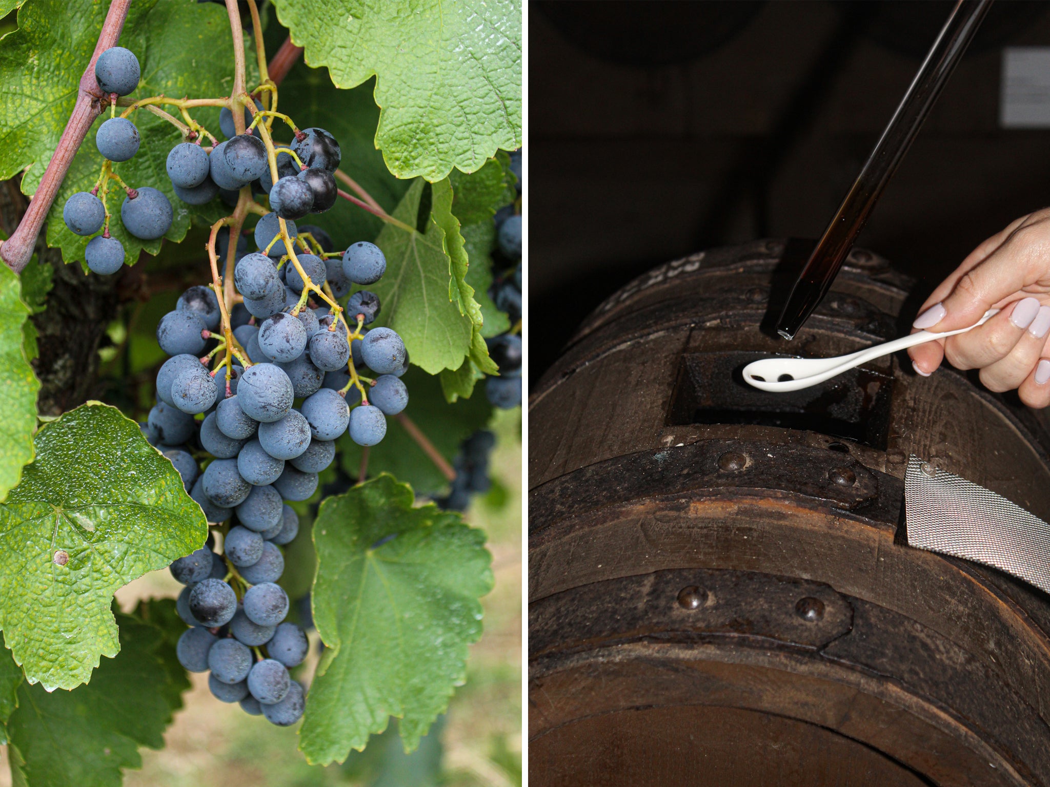 Zambrusco grapes growing on the Venturini Baldini estate; taste testing Balsamic Vinegar of Modena