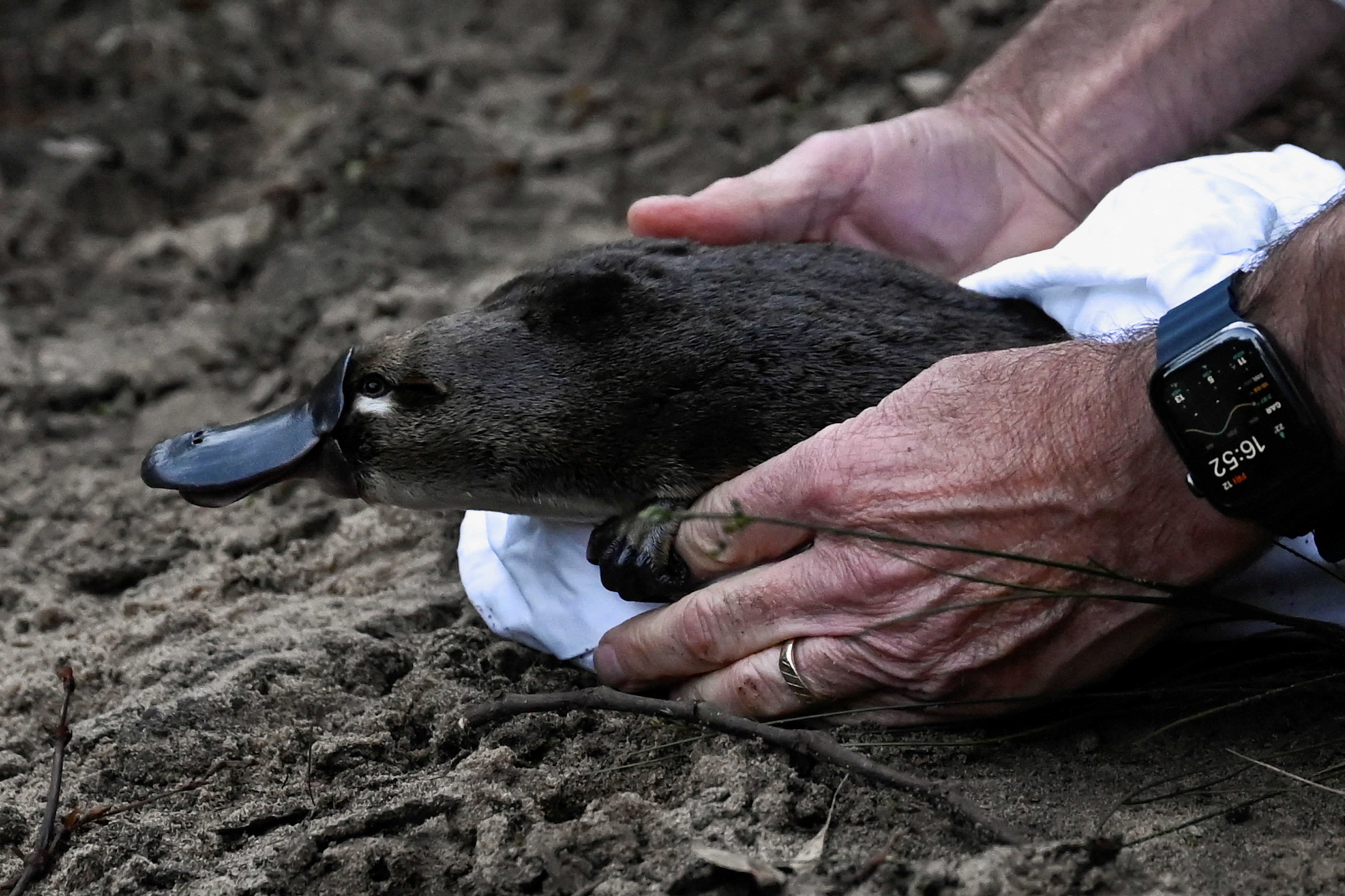 A platypus is released by CEO of Taronga Zoo Cameron Kerr and Scientists back into Sydney's Royal National Park