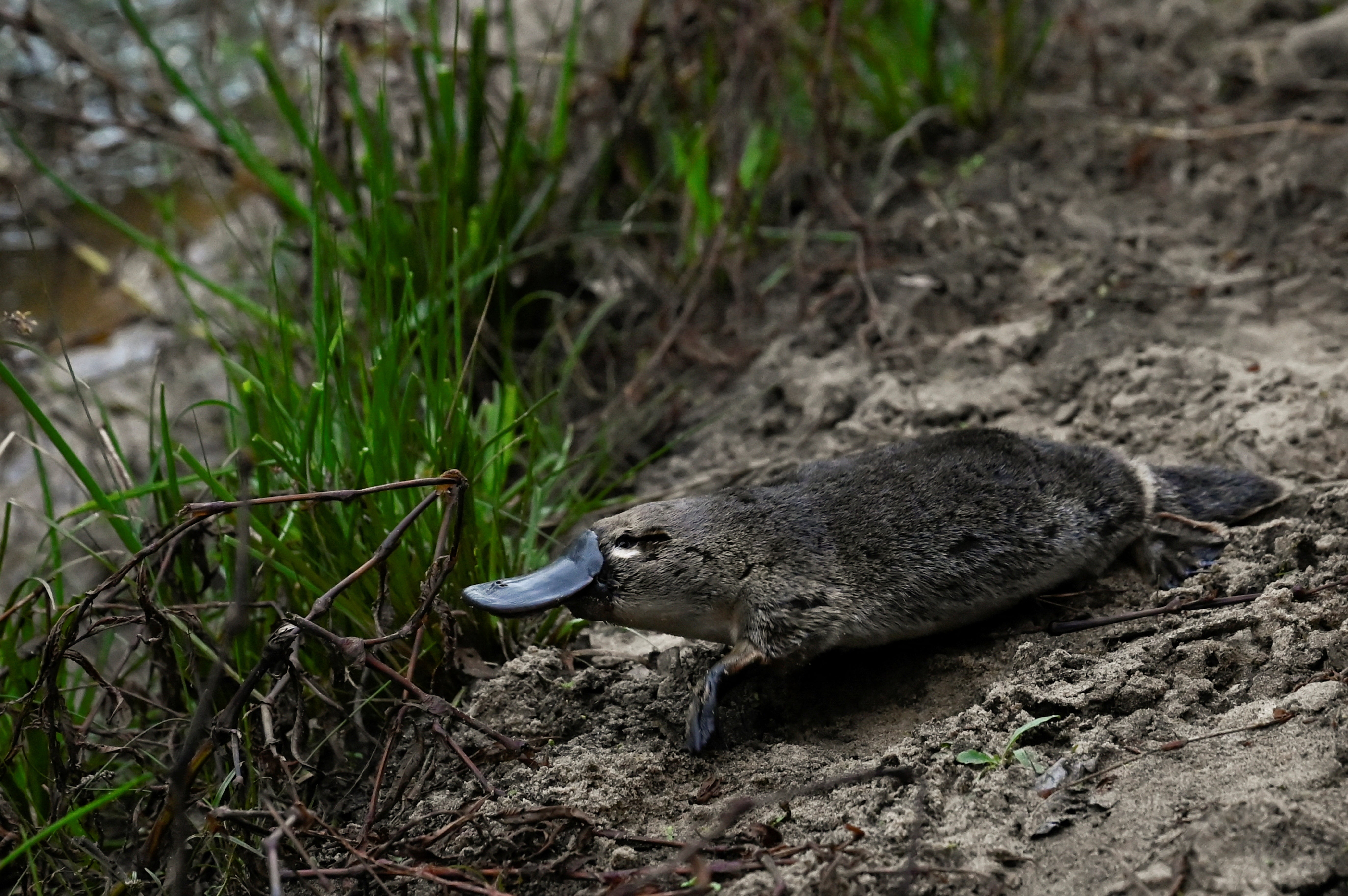 A platypus moves toward the Hacking River after being released by Scientists back into Sydney’s Royal National Park