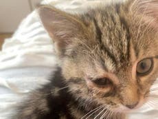 Police officer sold dying kitten to autistic child for huge profits