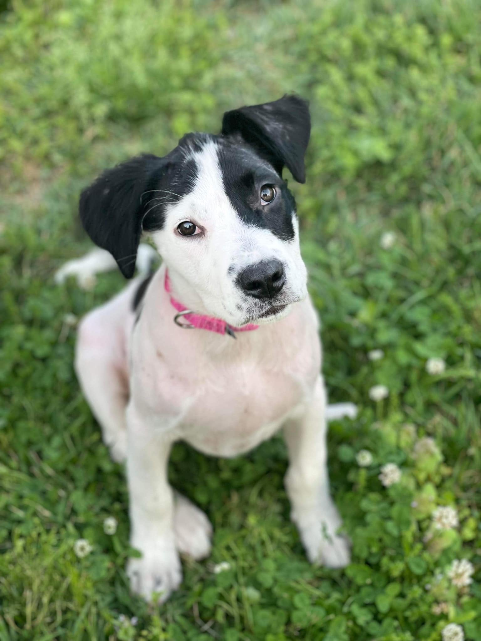 Animal shelter said the dog has been named Leslie