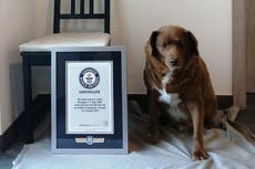 World's oldest dog celebrates 31st birthday, according to Guinness World Records