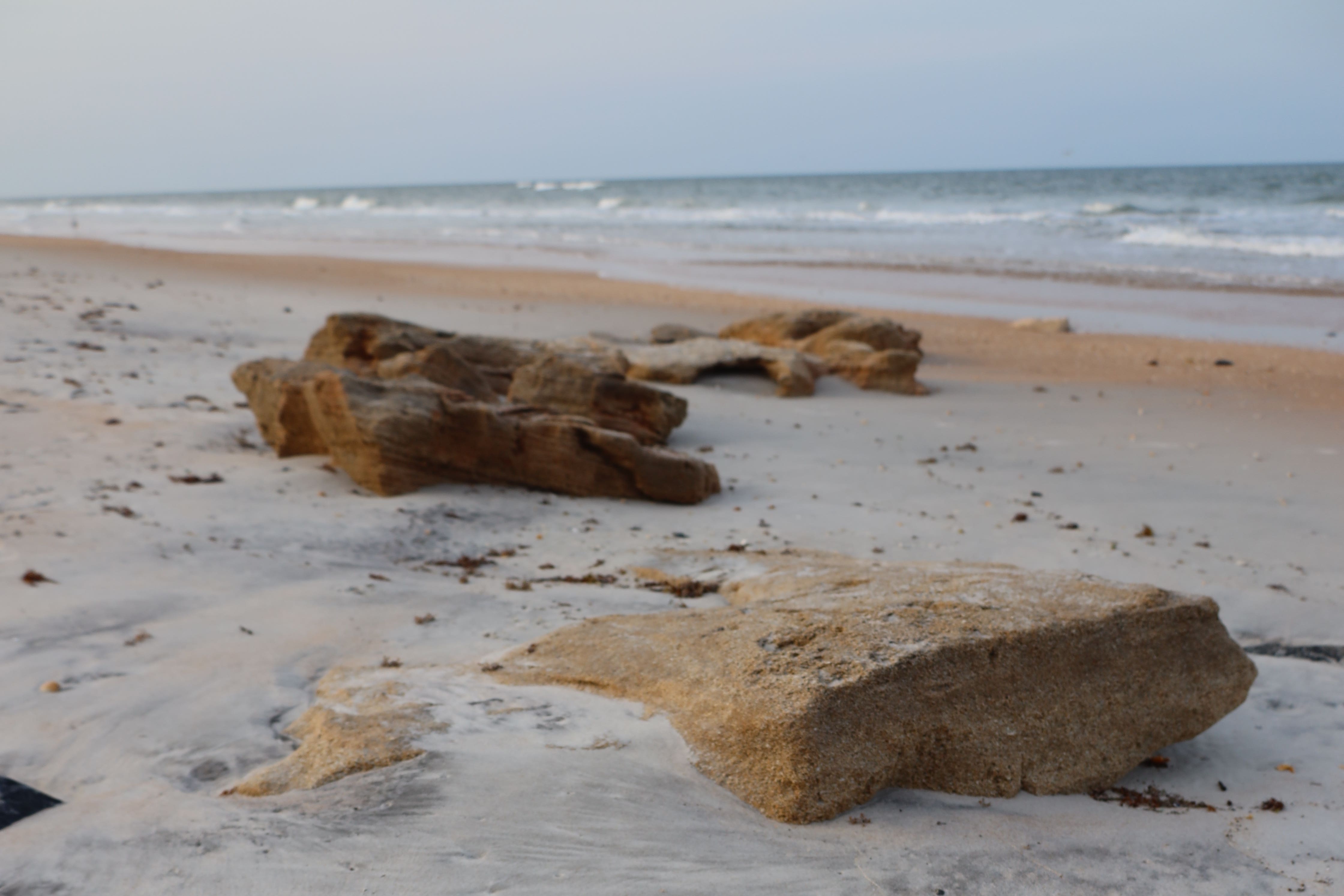 Scientists collected high-quality DNA from footprints in the beach (David Duffy/University of Florida)