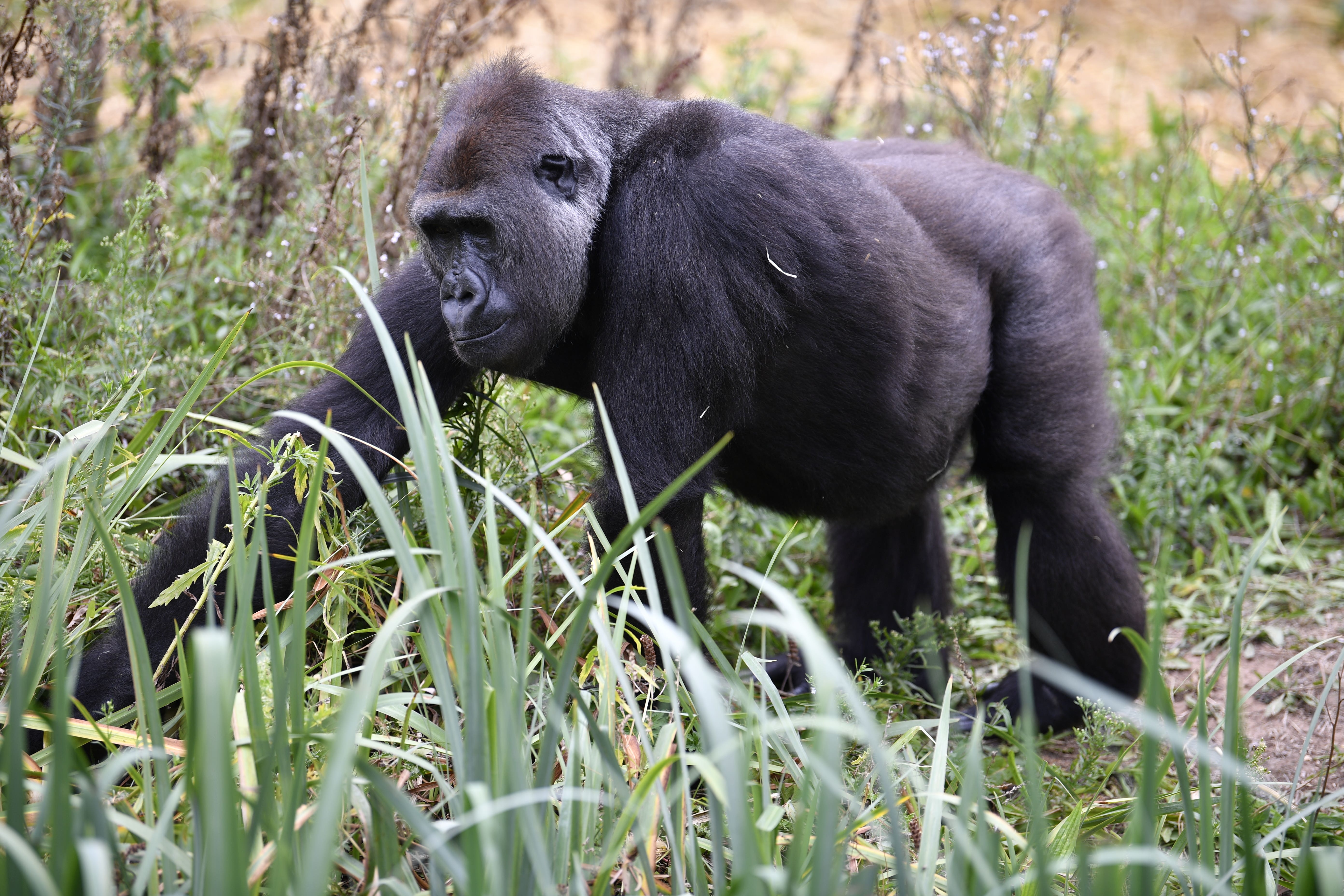 Gorillas break the mould when it comes to early life adversity affecting lifespan, new research suggests (Beresford Hodge/PA)