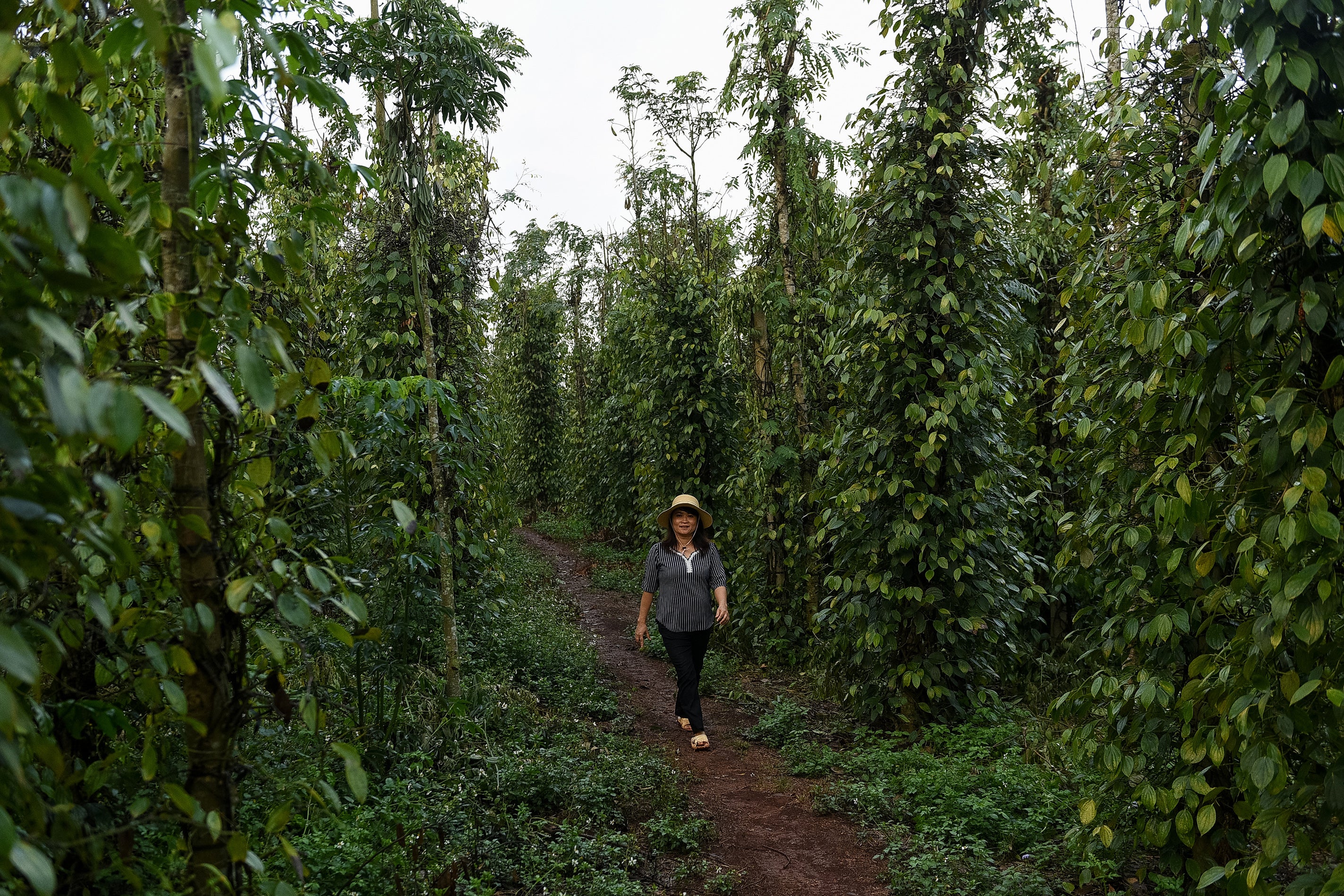 Dinh Thi Mung walks on her coffee farm in the Di Linh district of Lam Dong province